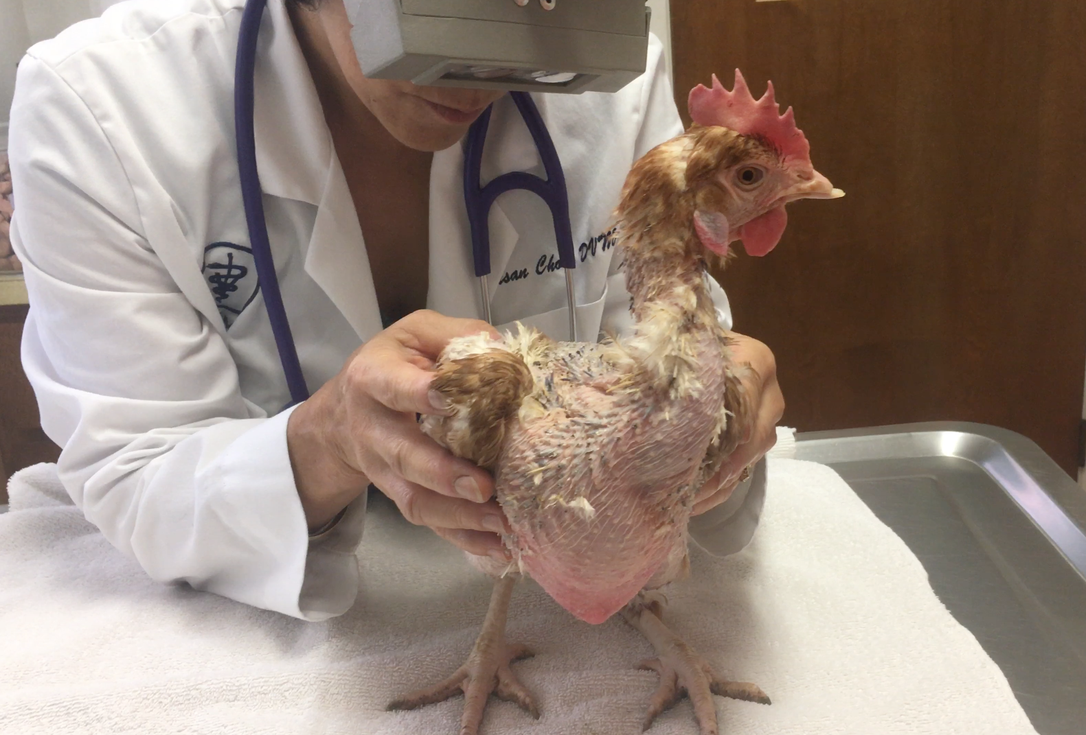  Ella getting the veterinary care she so desperately needed.
