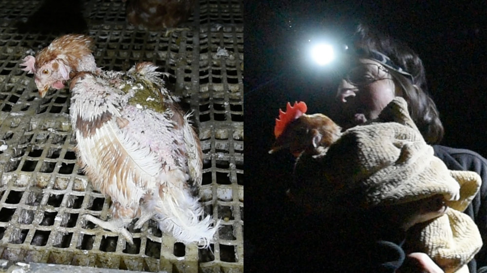  Ella before and during rescue.