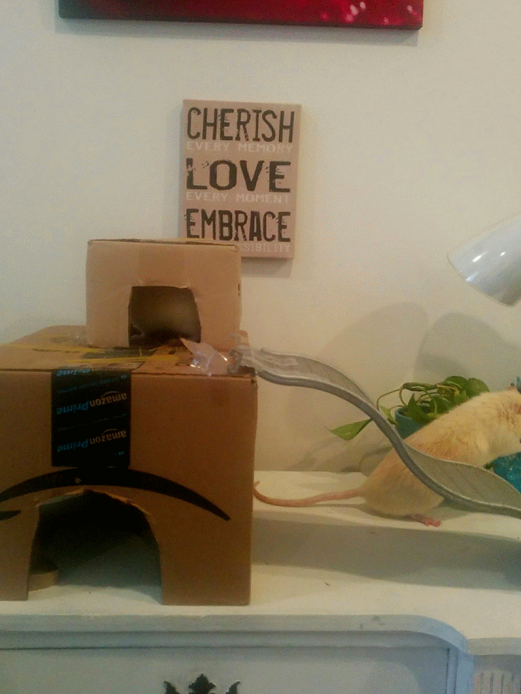 Rats are curious, love playtime, and need lots of room to run and explore with friends to be happy.