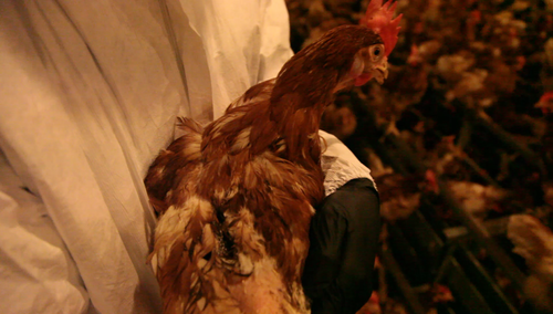 Investigation finds starving chickens at Sprouts Farmers Market egg supplier