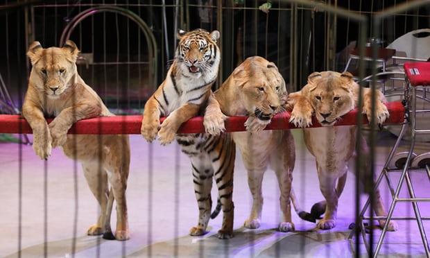 Wild animals like these can no longer be uses in circuses in Scotland.
