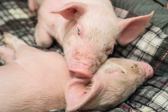 Pigs in the U.S. could benefit from Trump’s trade war with China. Photo by DxE.