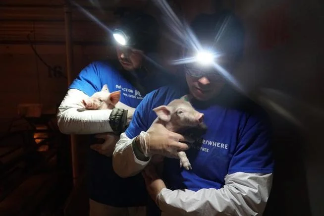 Activists rescuing dying pigs from Smithfield farm. Photo by DxE