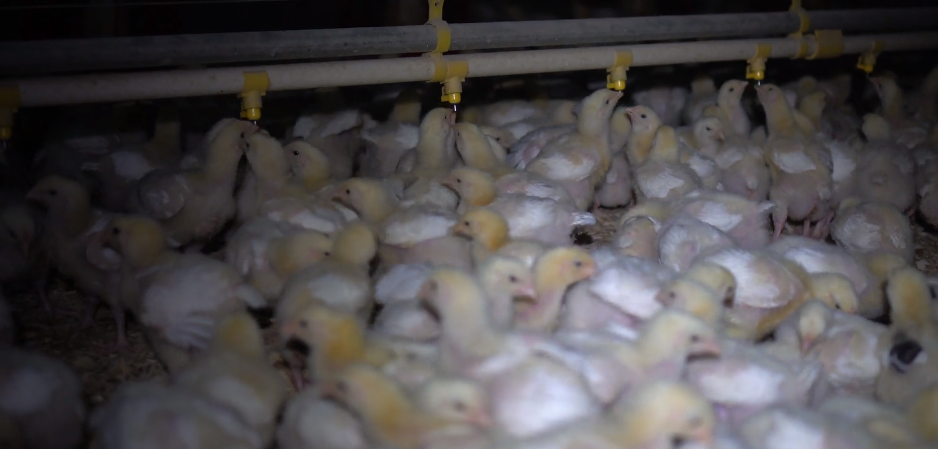 the real life of chipotle chickens.PNG