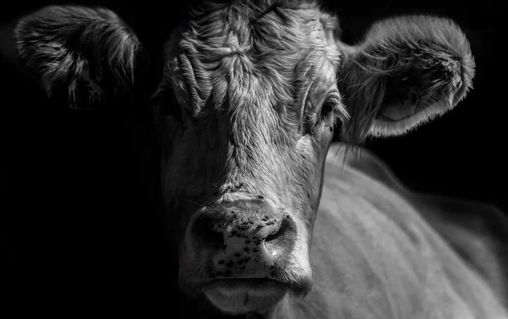 cow.jpeg