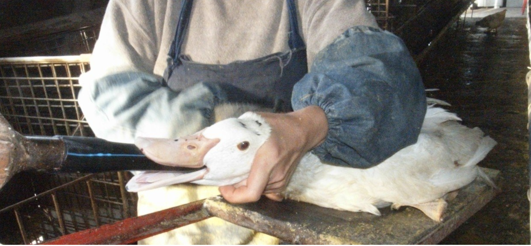 A duck being force-fed to make foie gras.