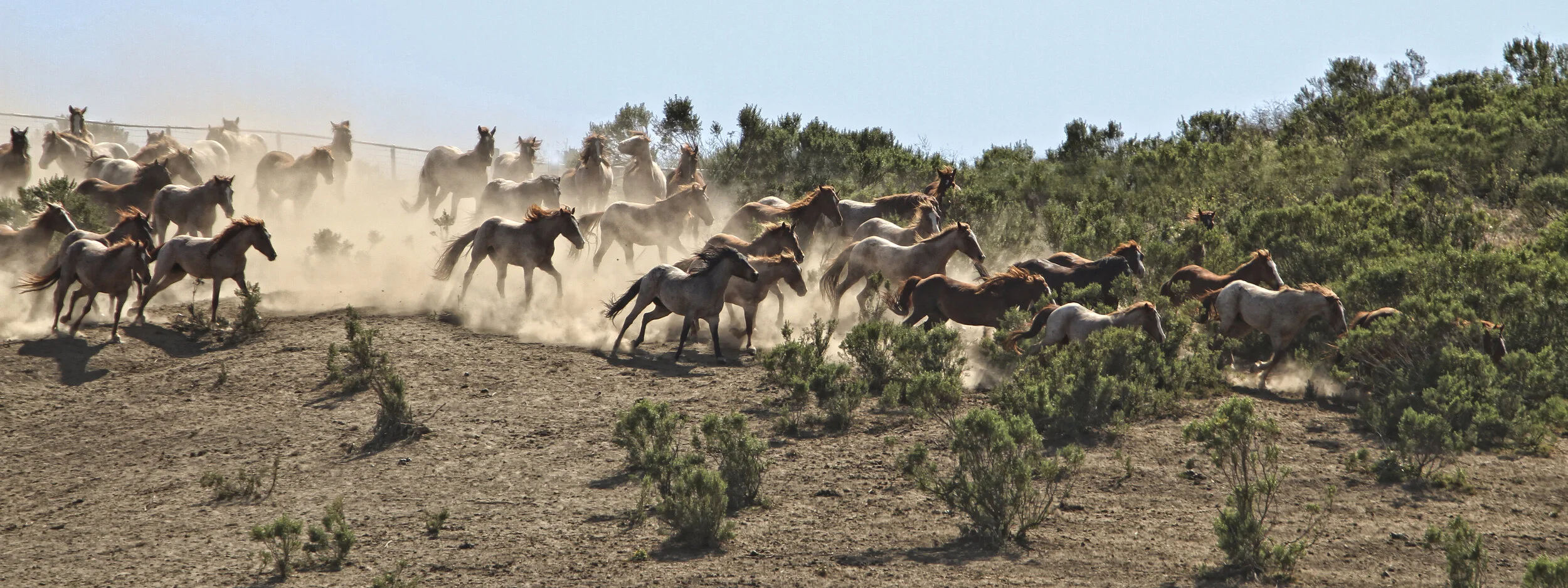 A herd of horses running at Return to Freedom Wild Horse Conservation, in Lompoc, CA.