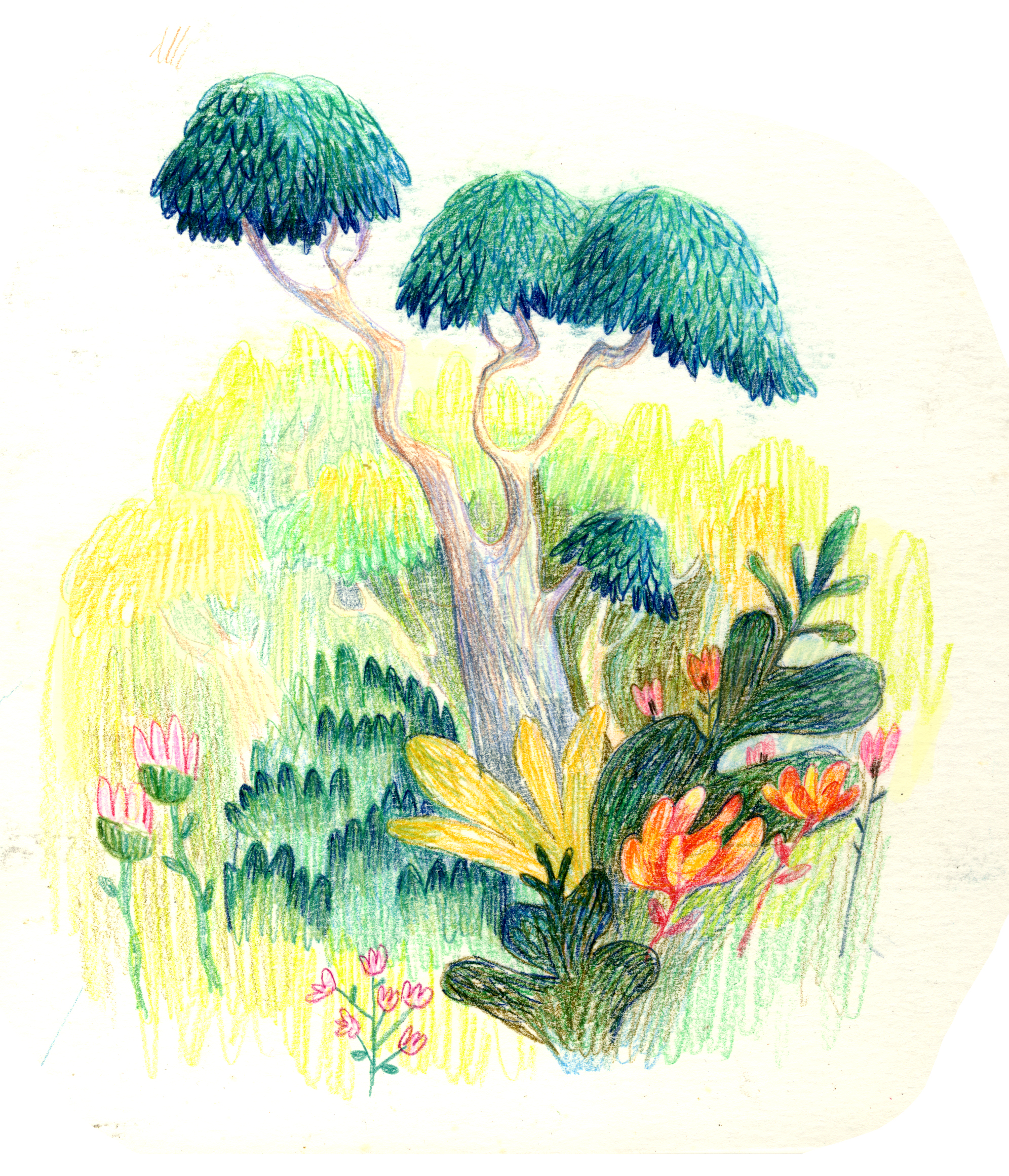 Stern Family stories jungle trees development