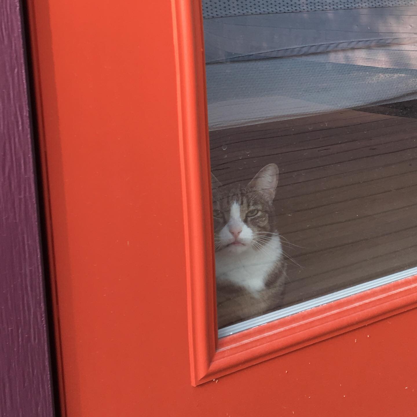 Crosby is almost 13 years old. This is him today looking outside. 🖼

#catlover