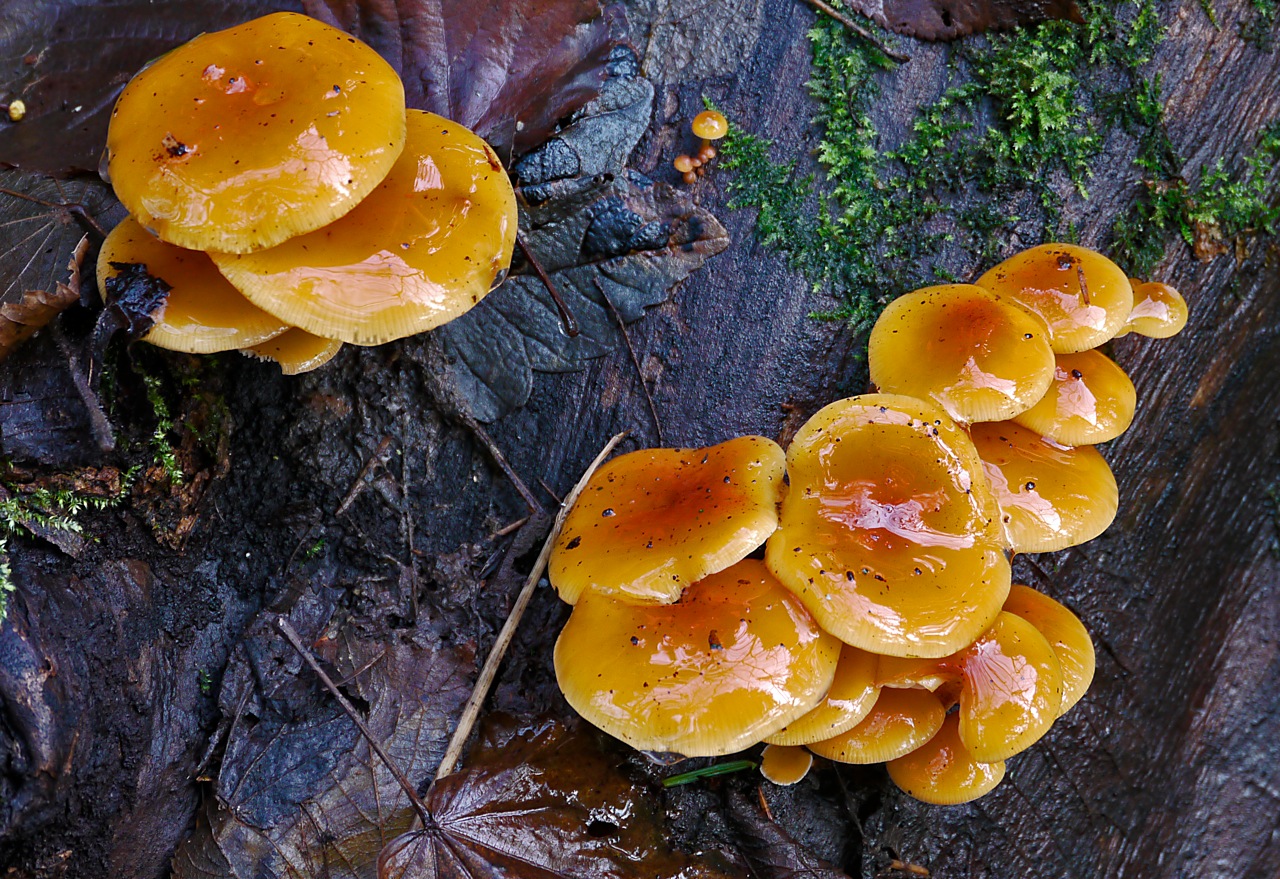 wild mushrooms (or some sort of fungus!)
