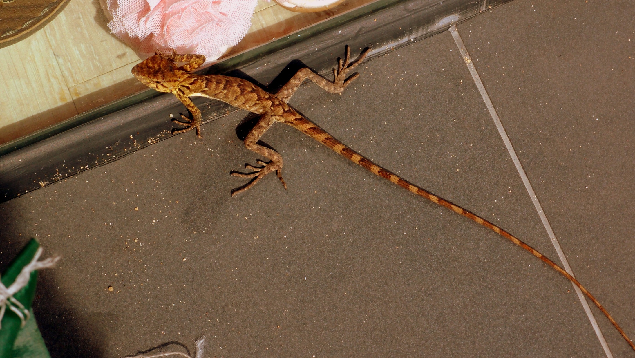 The biggest lizard I have ever seen in Hong Kong