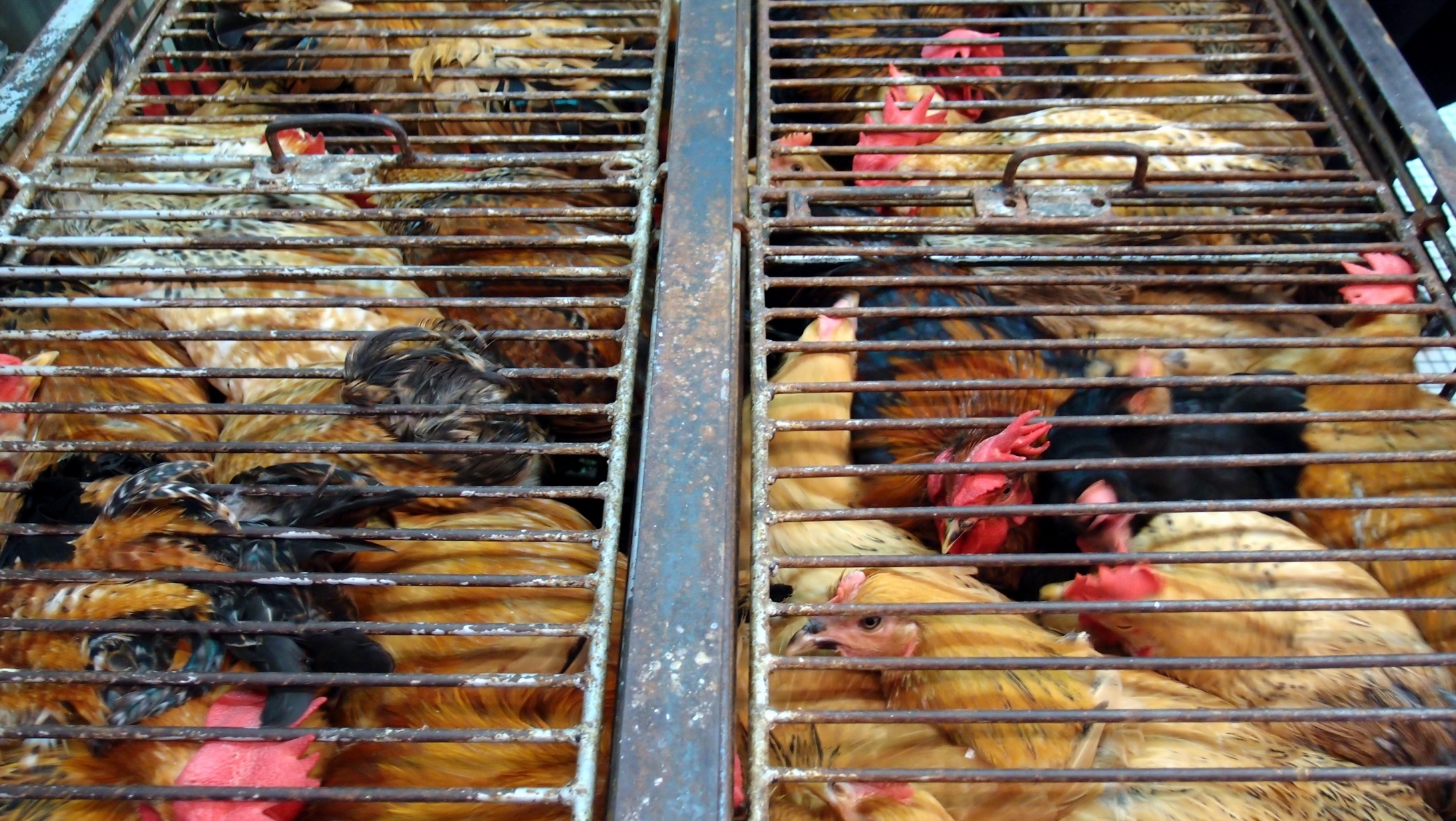 Not much of a life being a chicken in Hong Kong