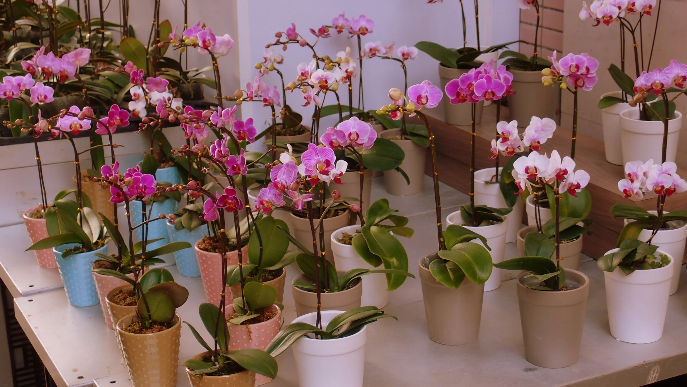 Orchids.