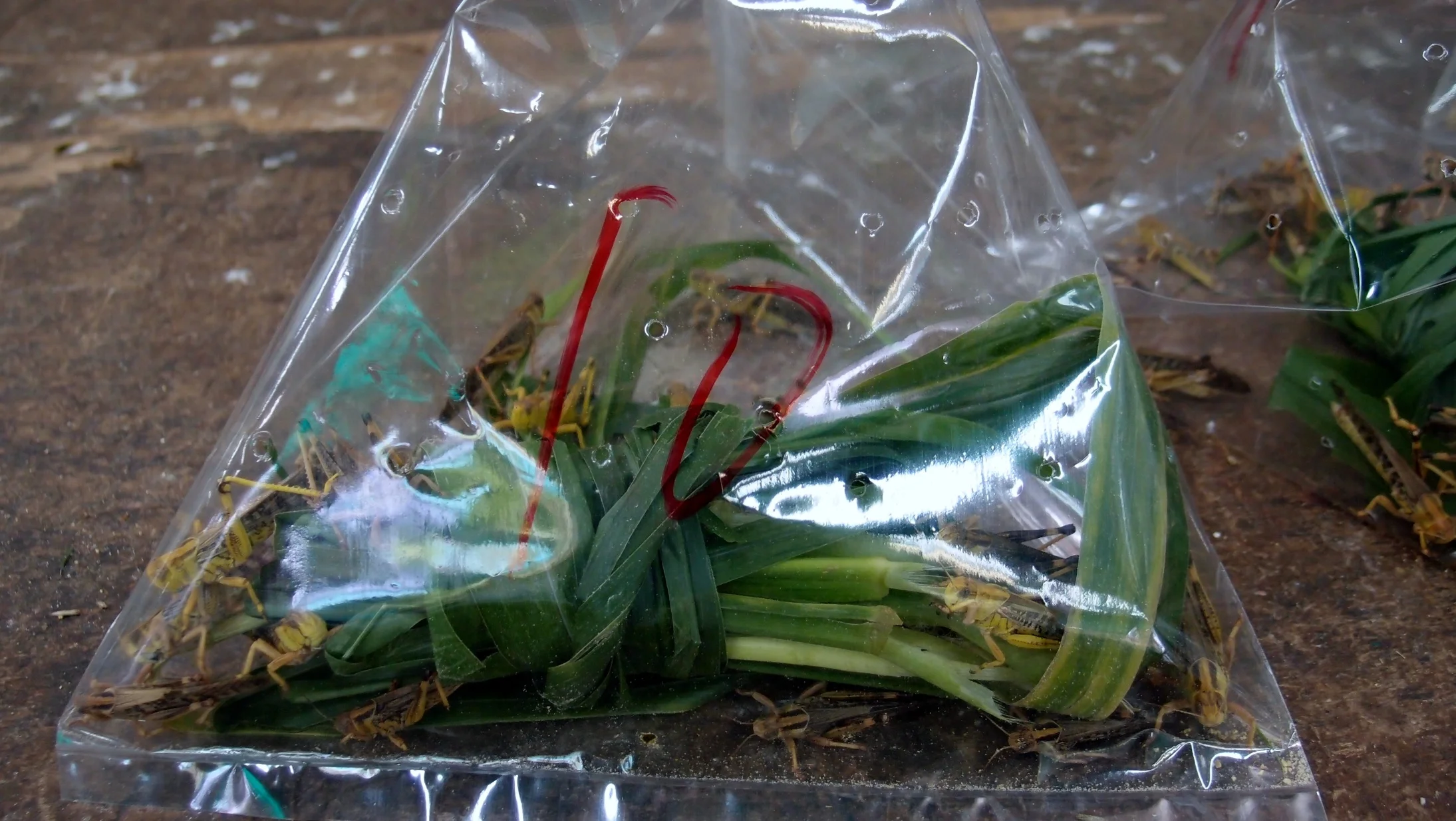 Bird food