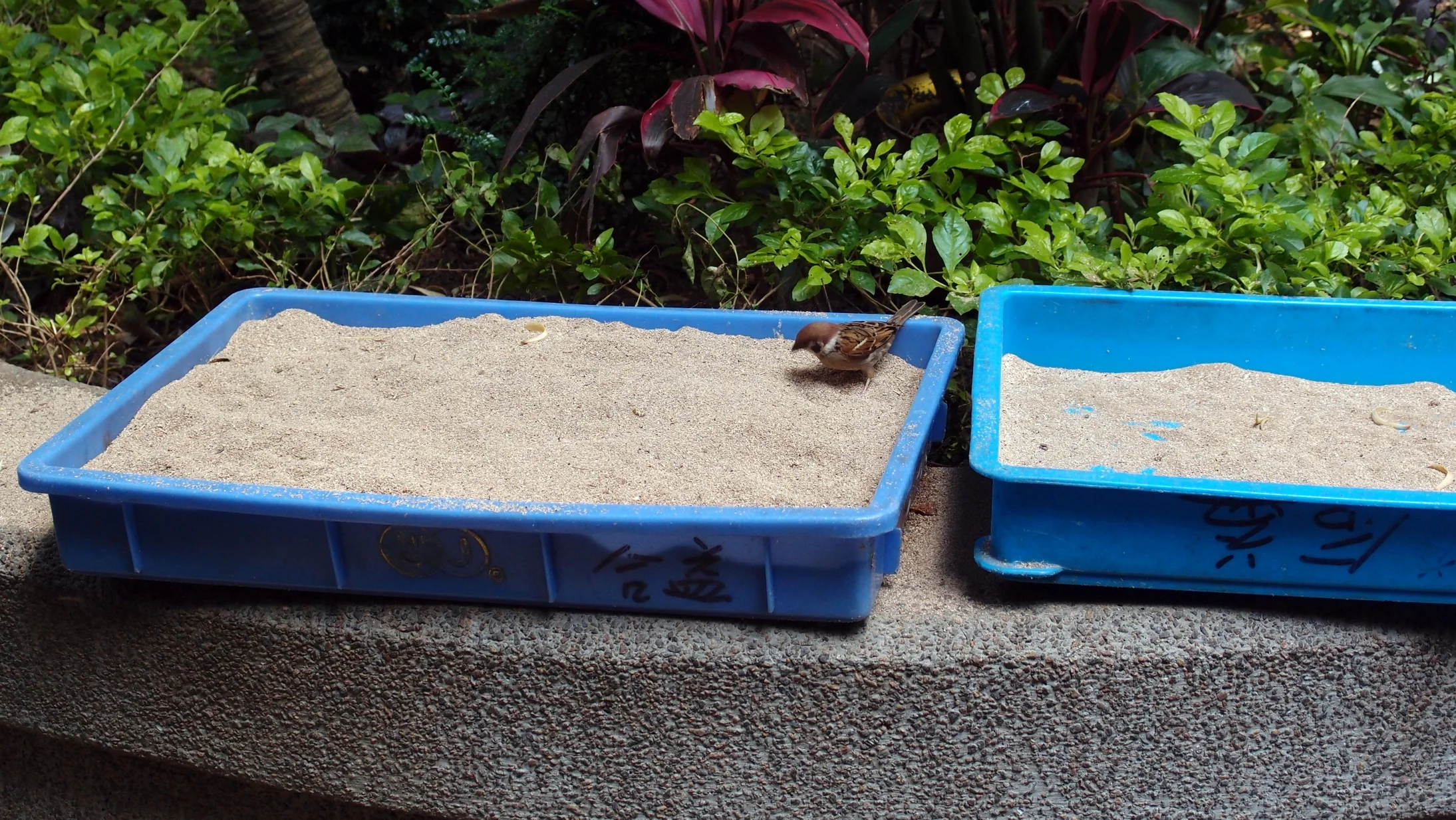 The Bird Market is heaven for wild birds