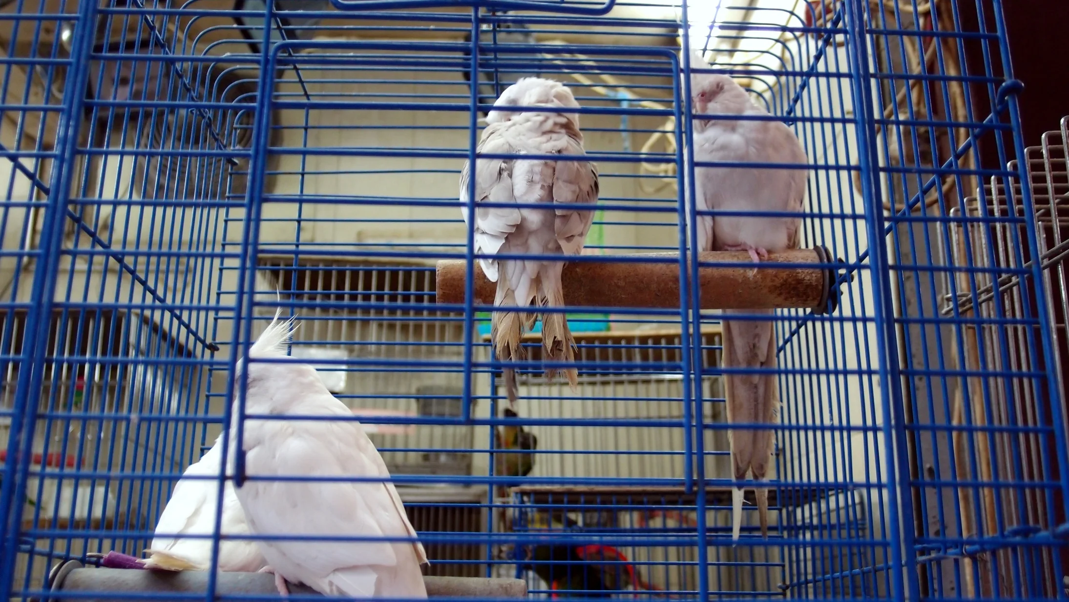 At least these birds can talk to their chums.