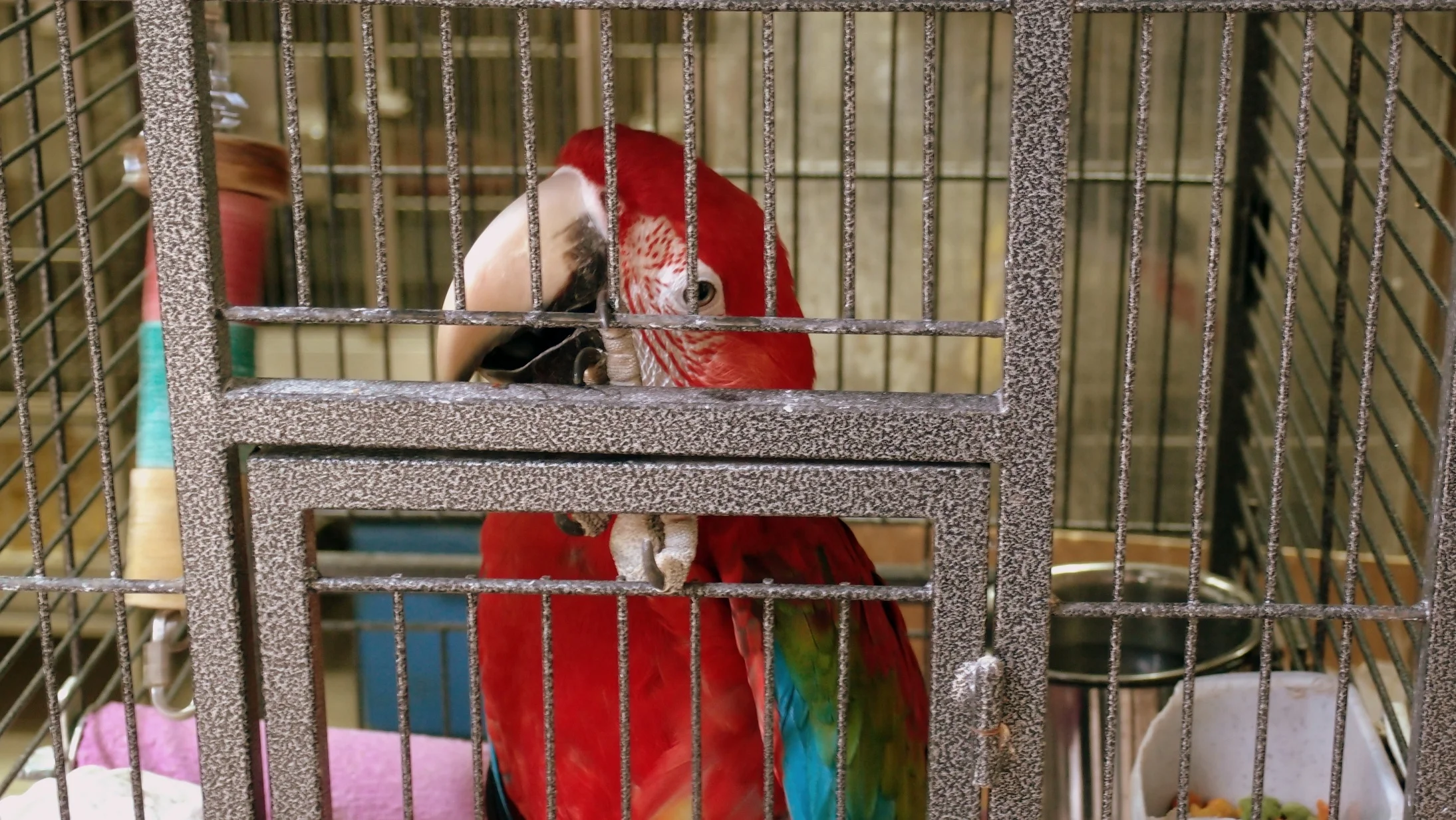 An exotic bird