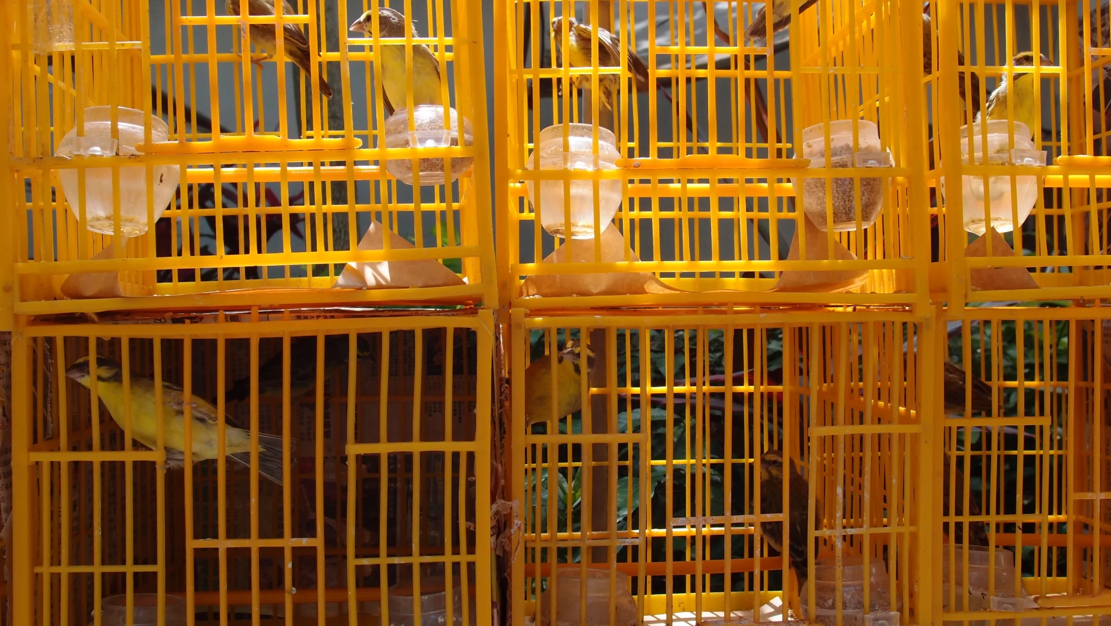 Birds on a budget