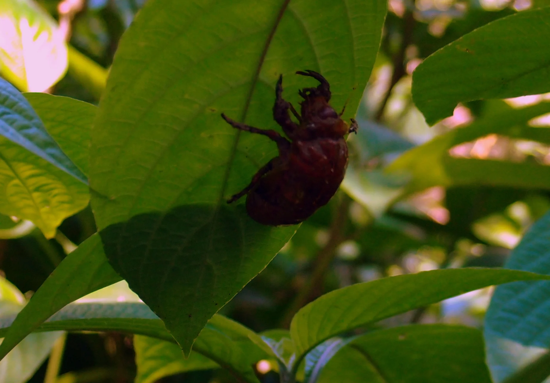 Bug 1 at the Peak