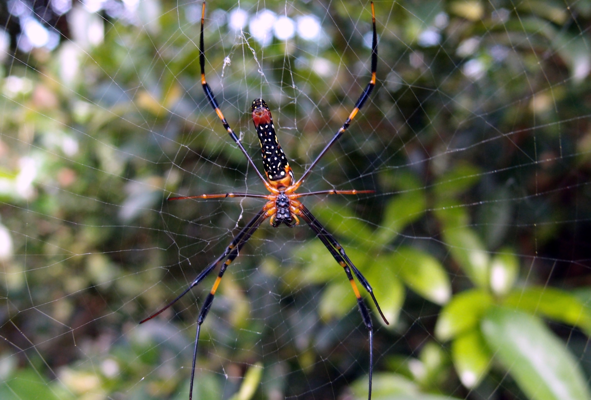 I got very close but the spider was on the other side of the web