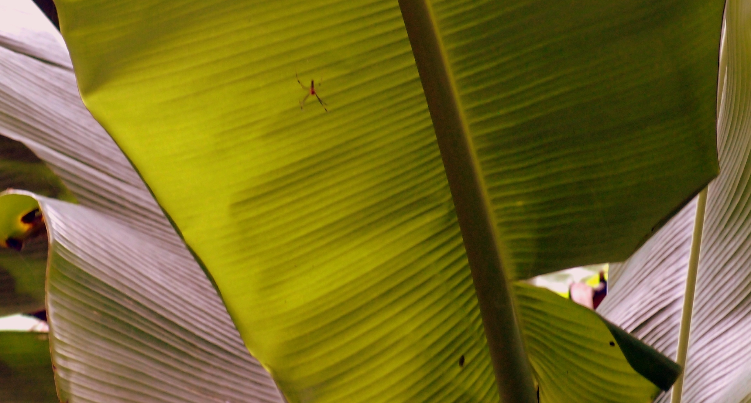 This was a juvenile spider