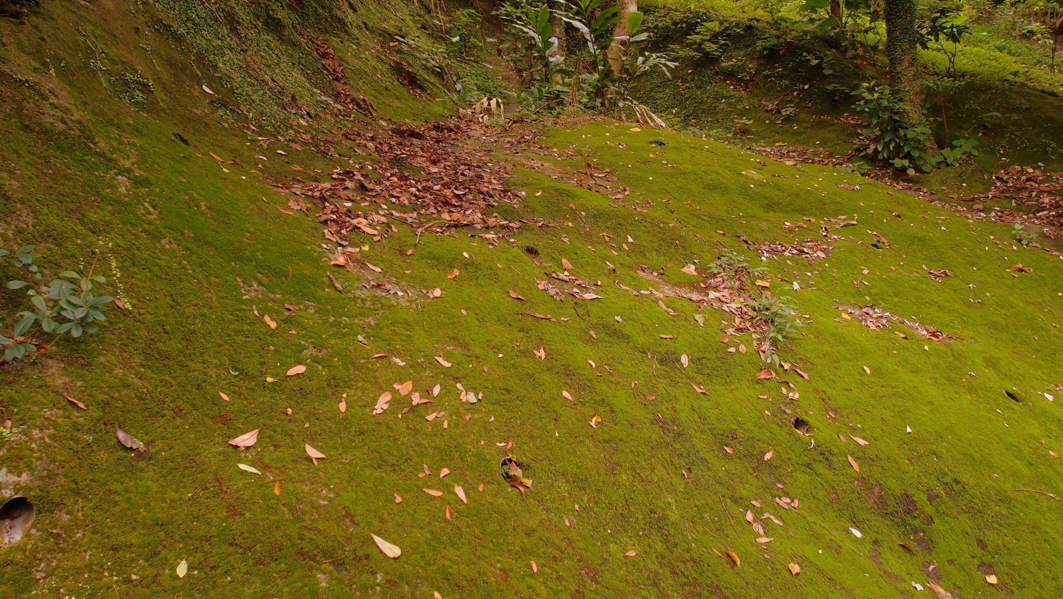 Hong Kongus Concretus