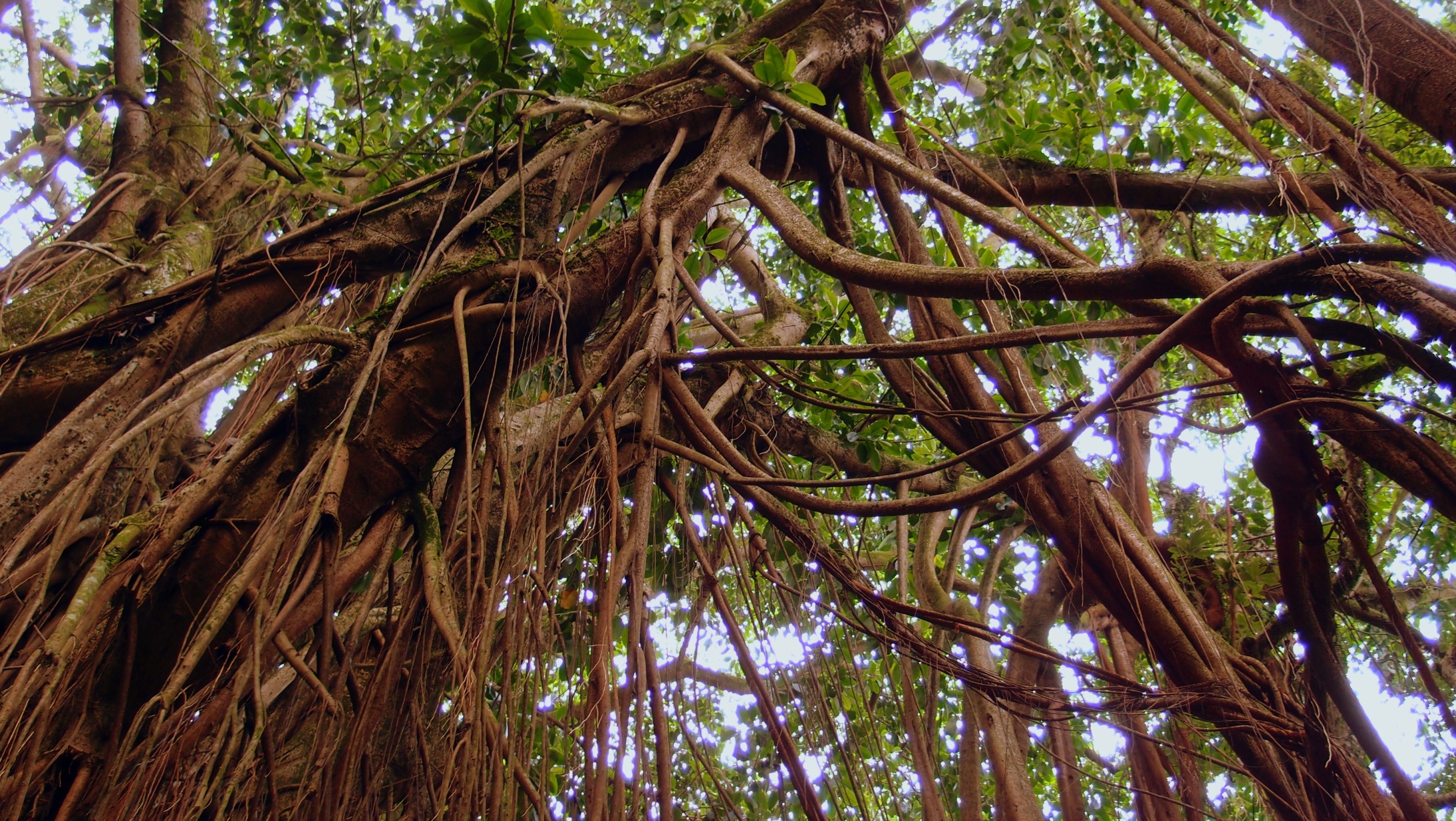 Lovely tree