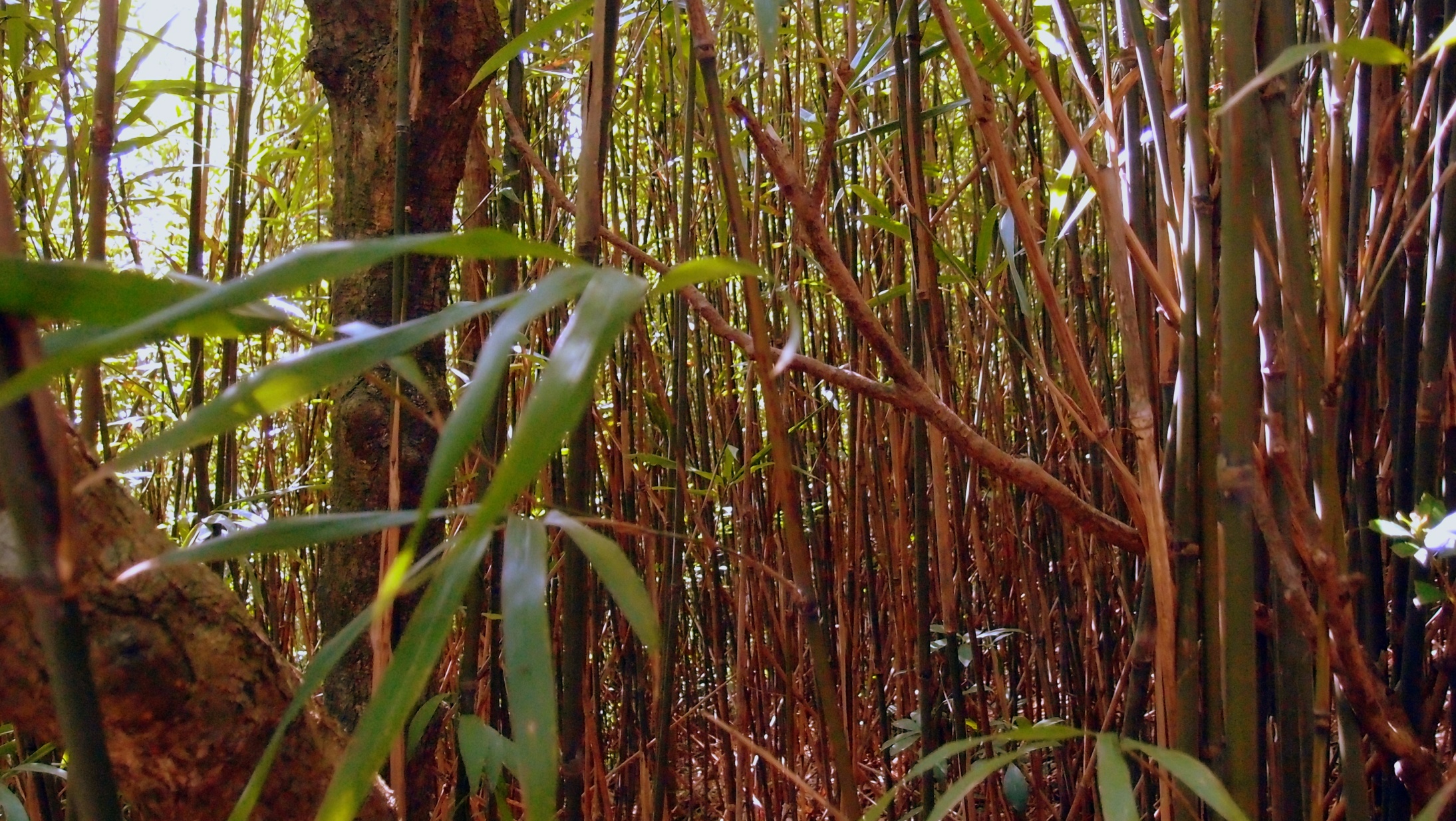 Bamboo