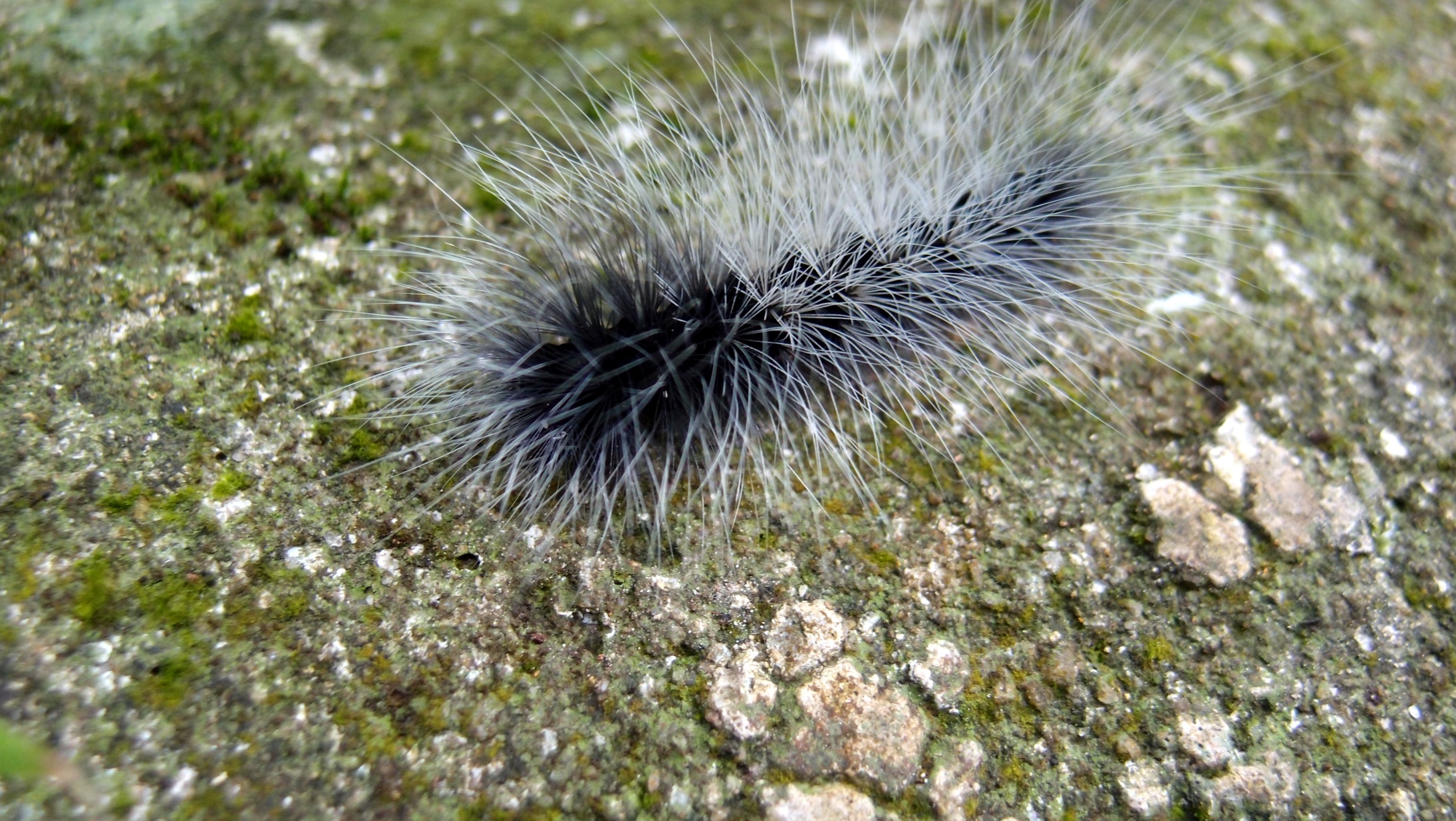 Hairious Caterpillarus Vampirus