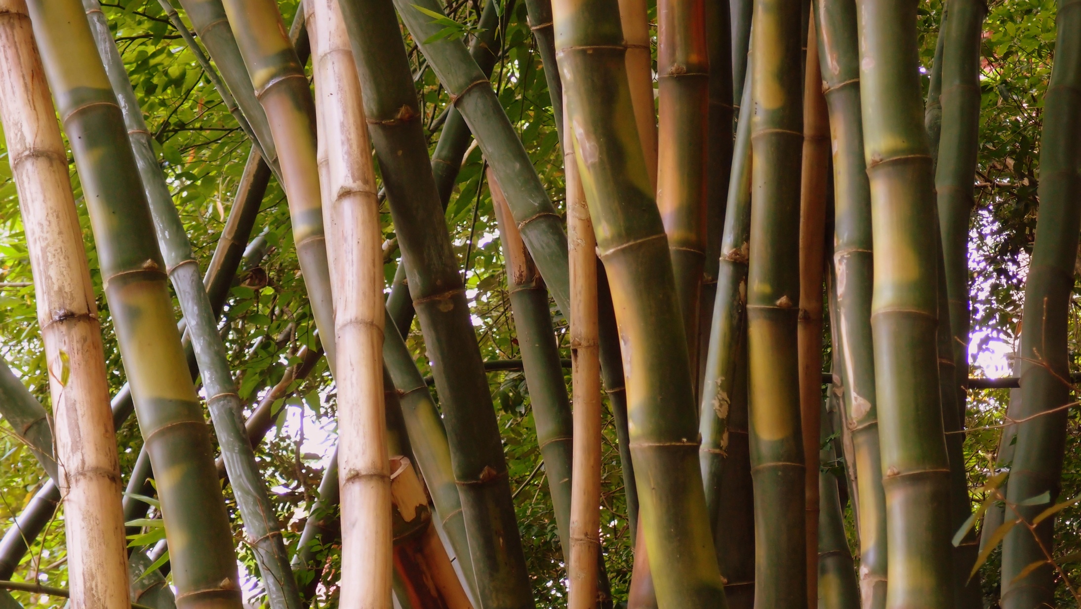 Some very big bamboo