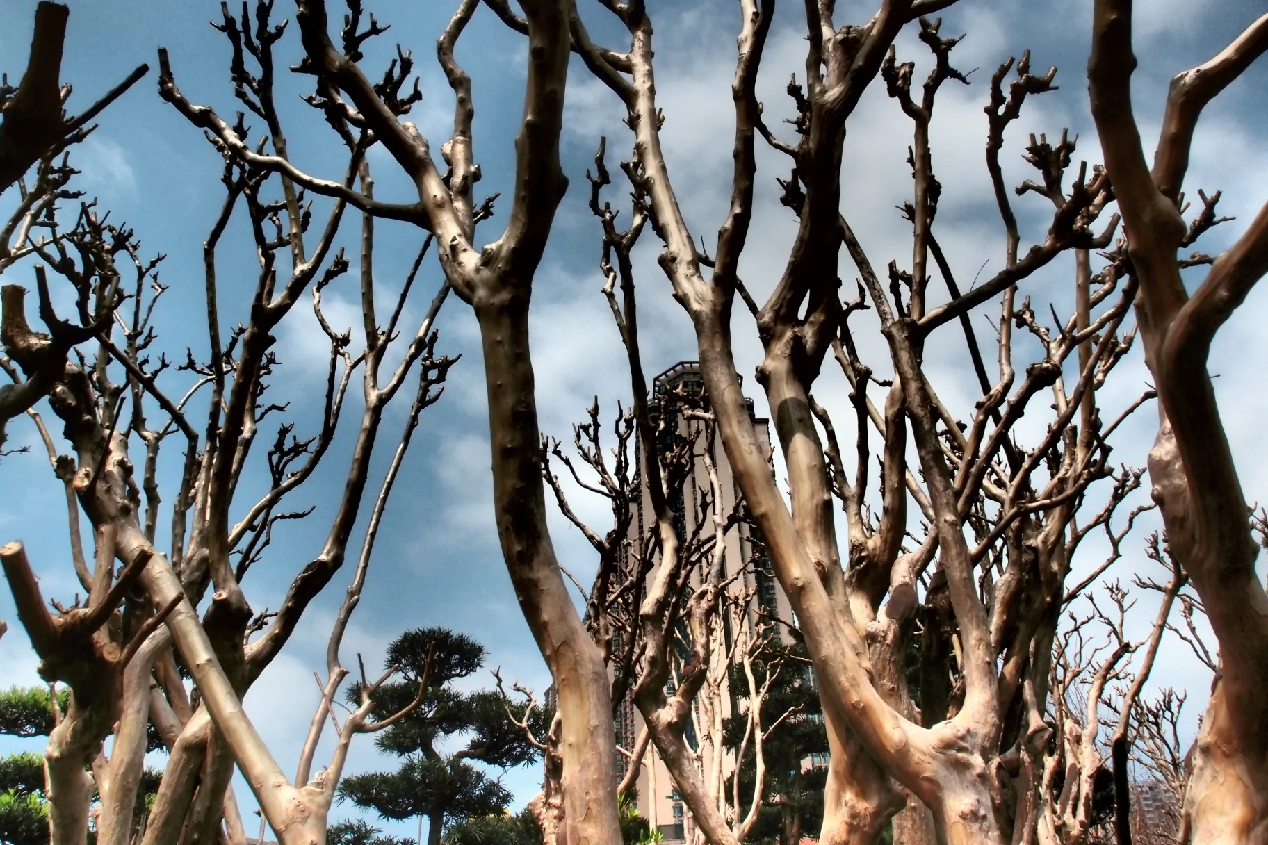 Most of the trees on show are NOT native to Hong Kong