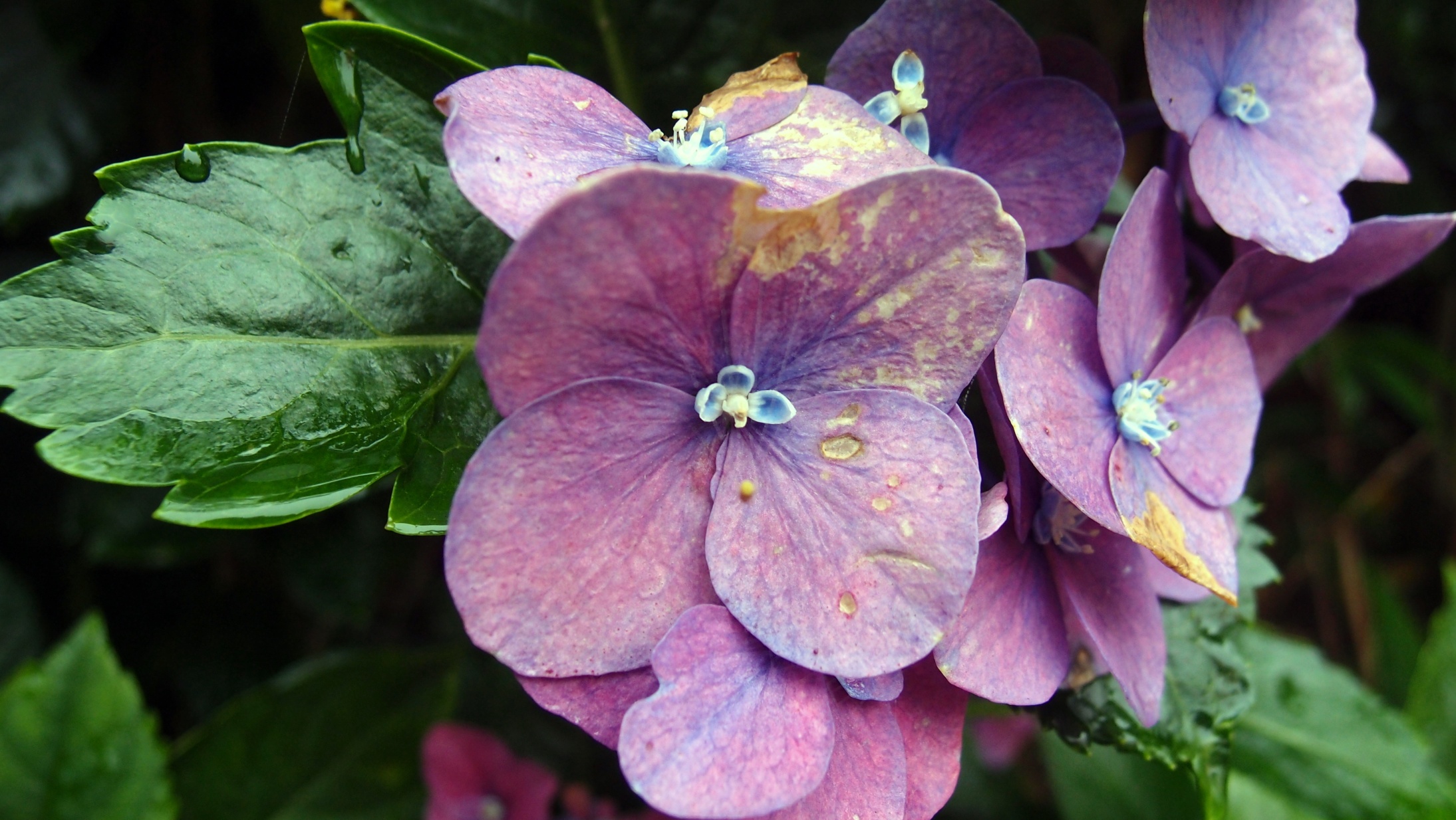 Nice flowers