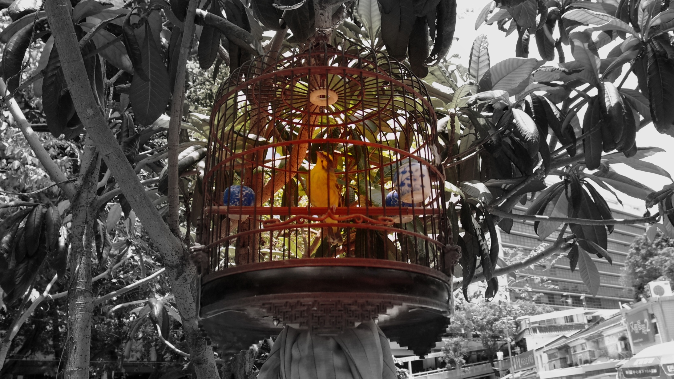 The gilded cage