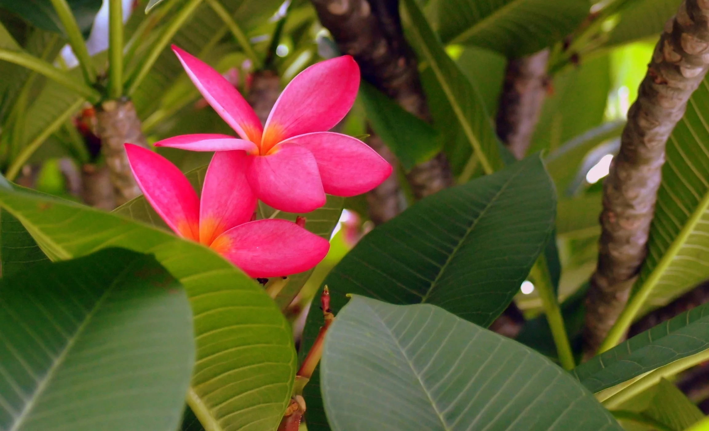 nice flowers