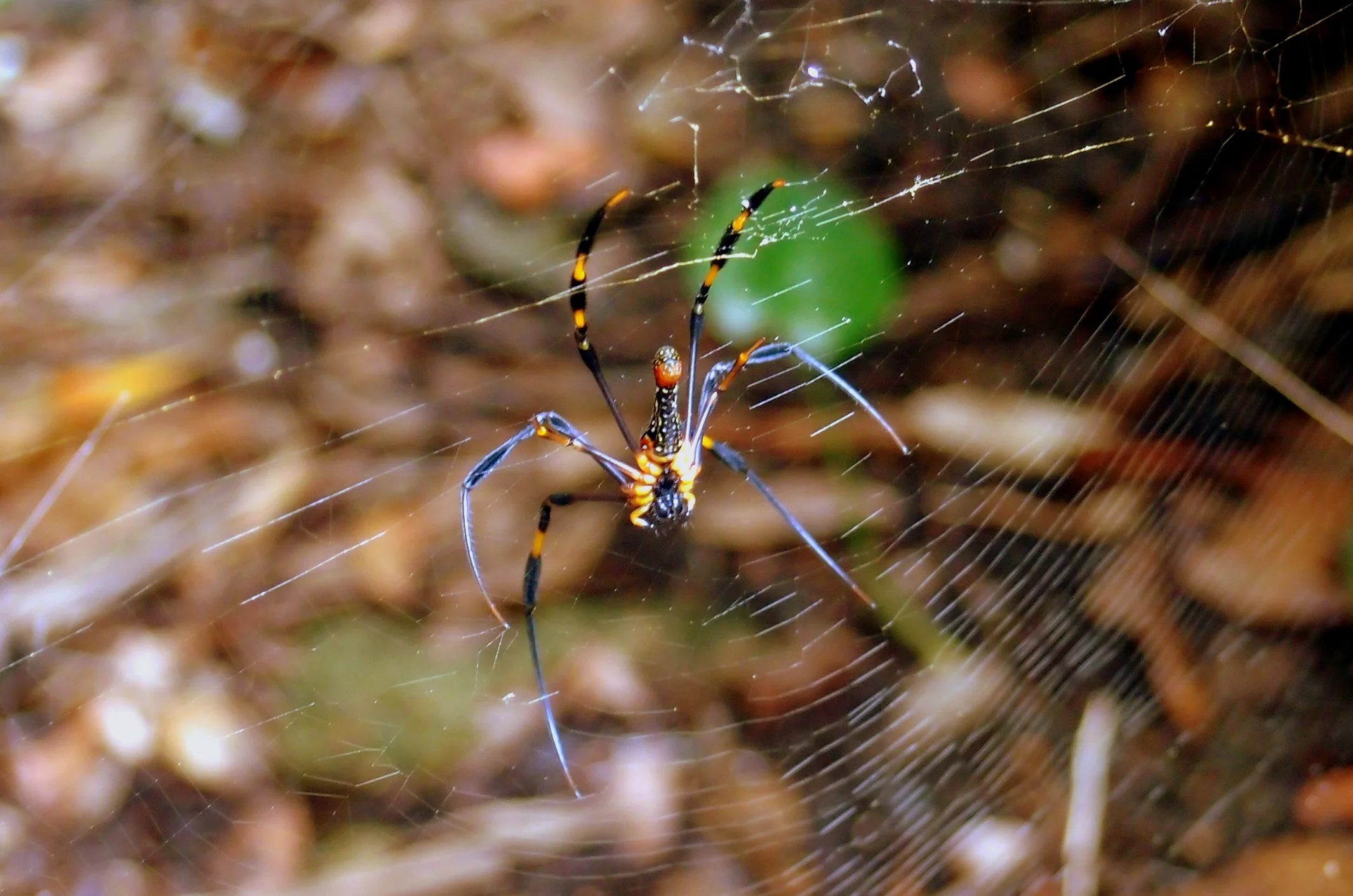 The stuff of nightmares... the Golden Orb spider