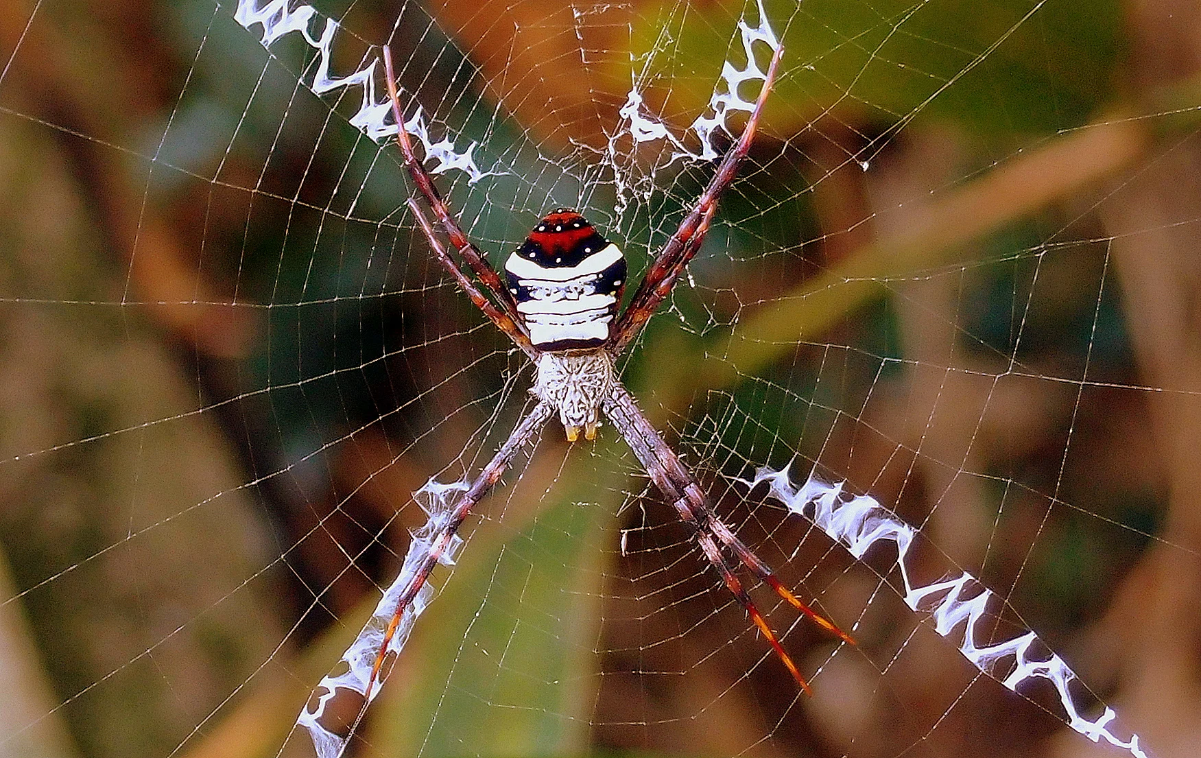 The smiley face spider