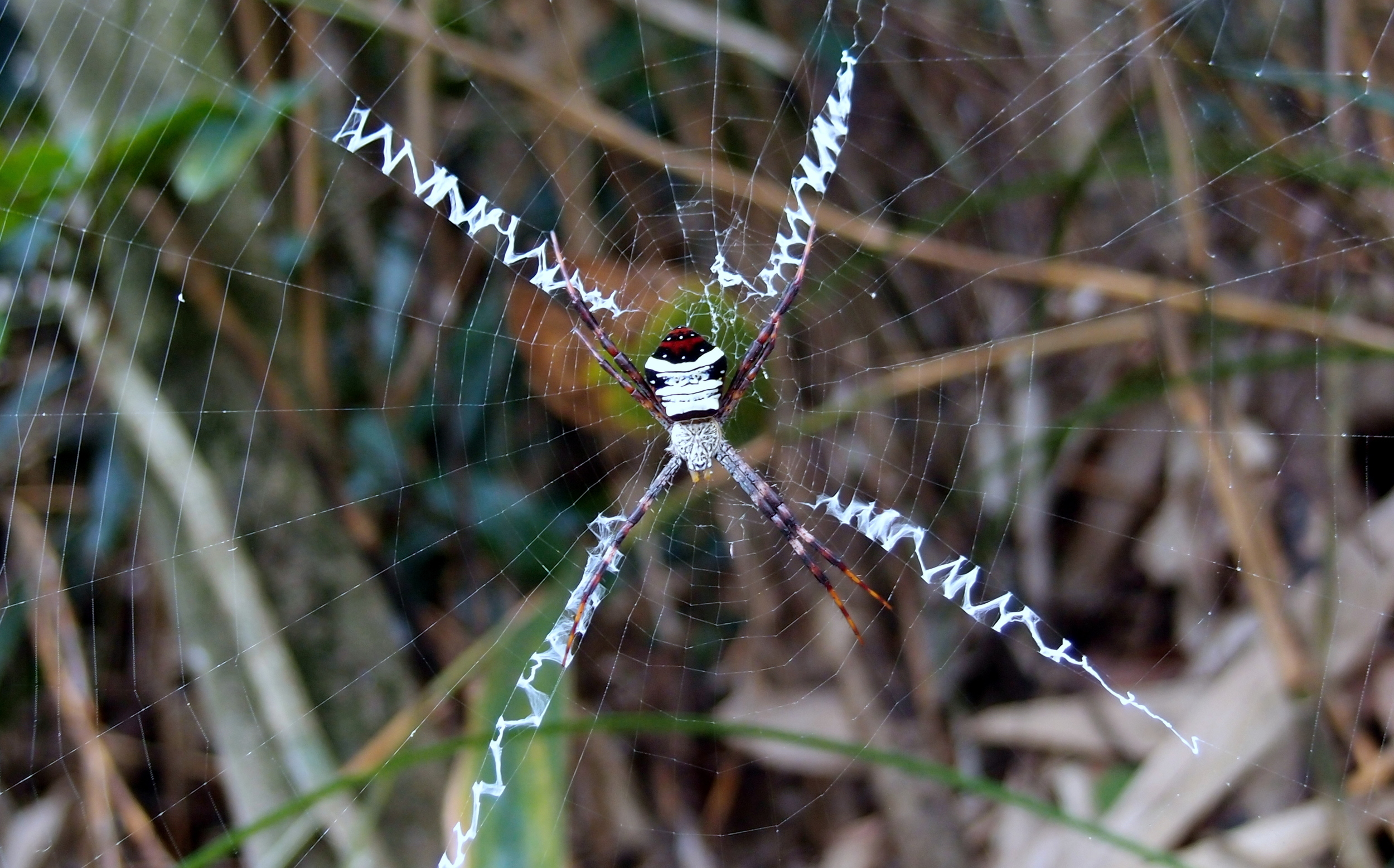 ... and what an amazing web