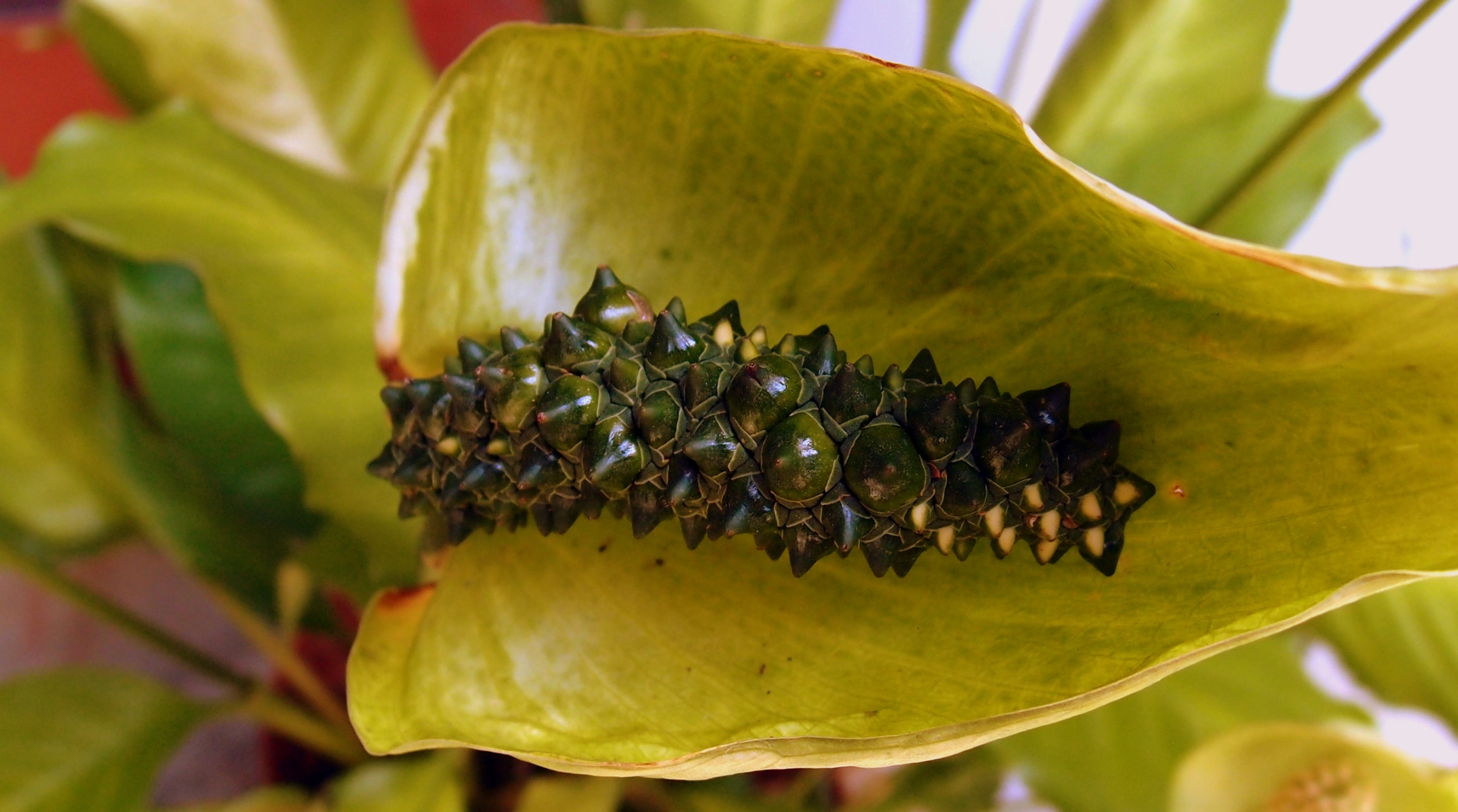 A rather odd plant