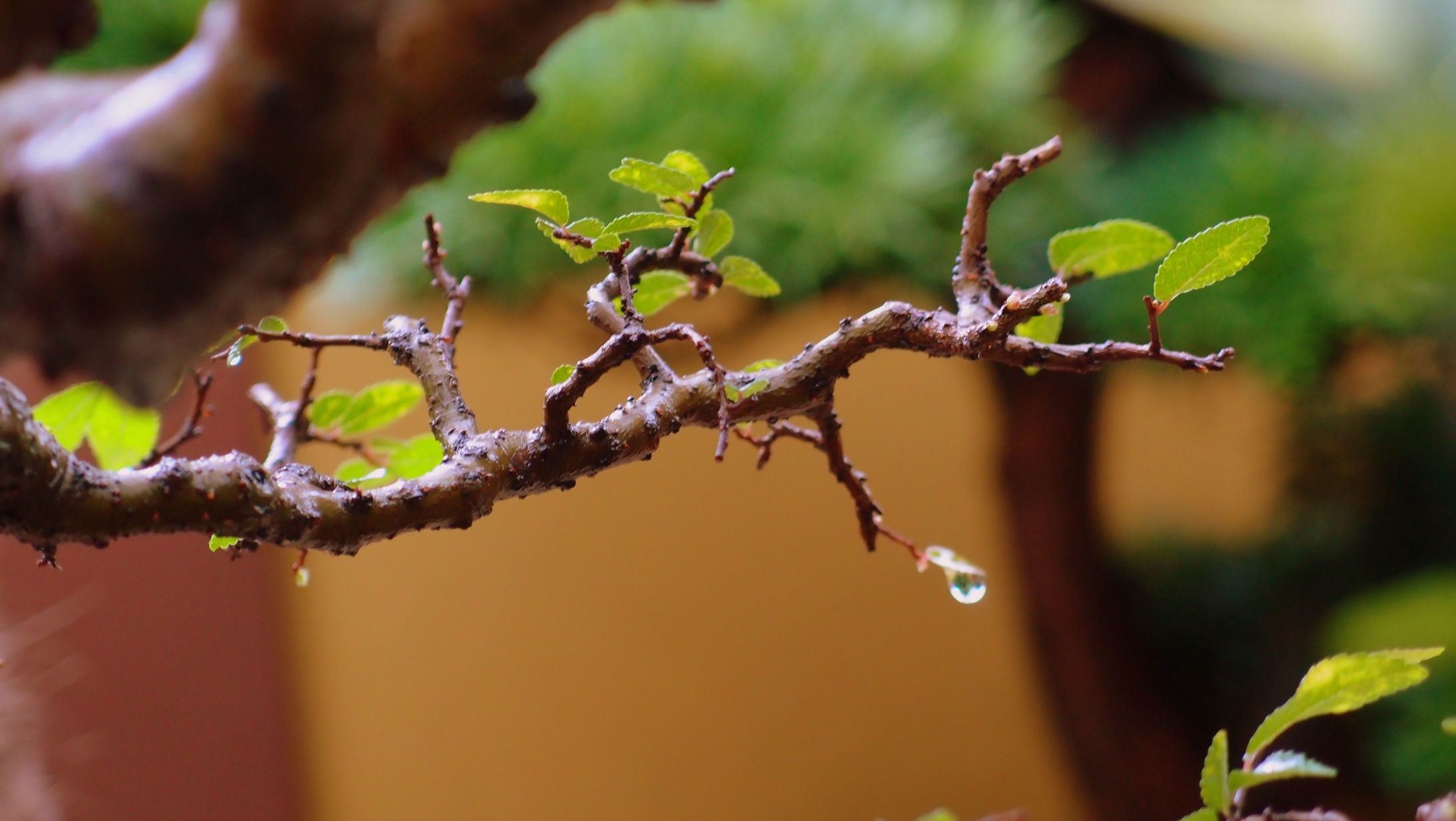 Wet bonsai