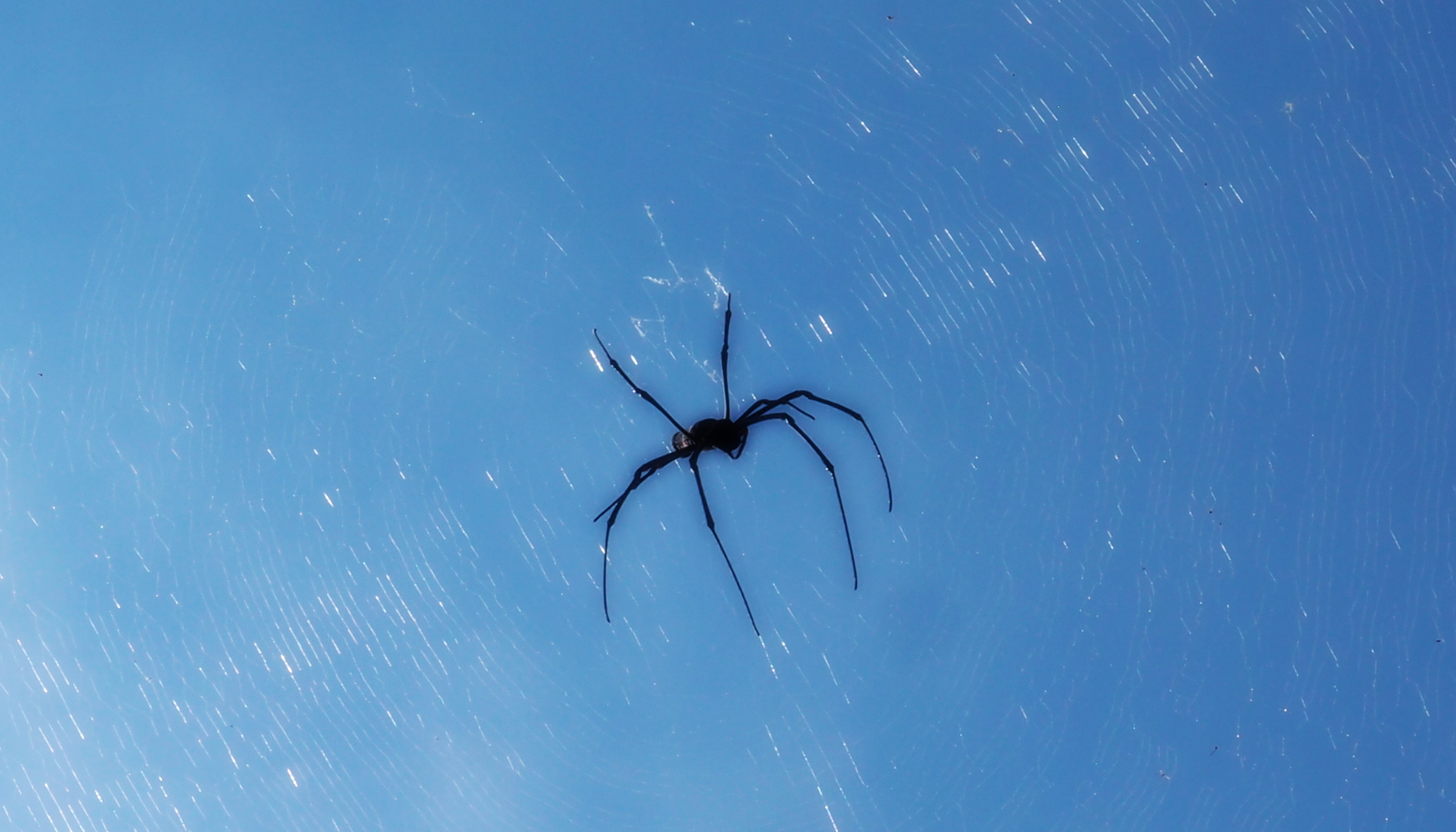 Plenty more hanging around