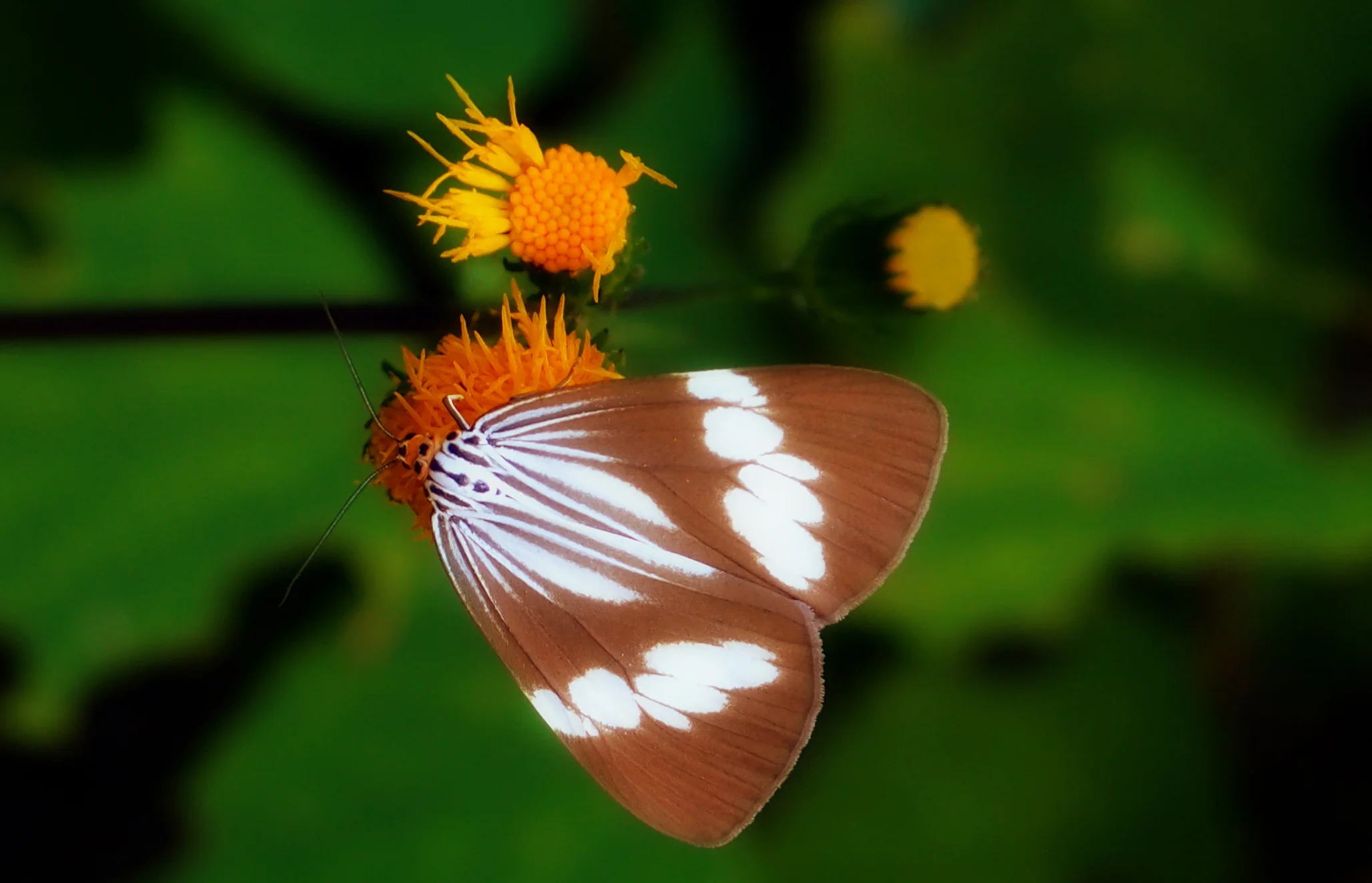 Same butterfly different angle