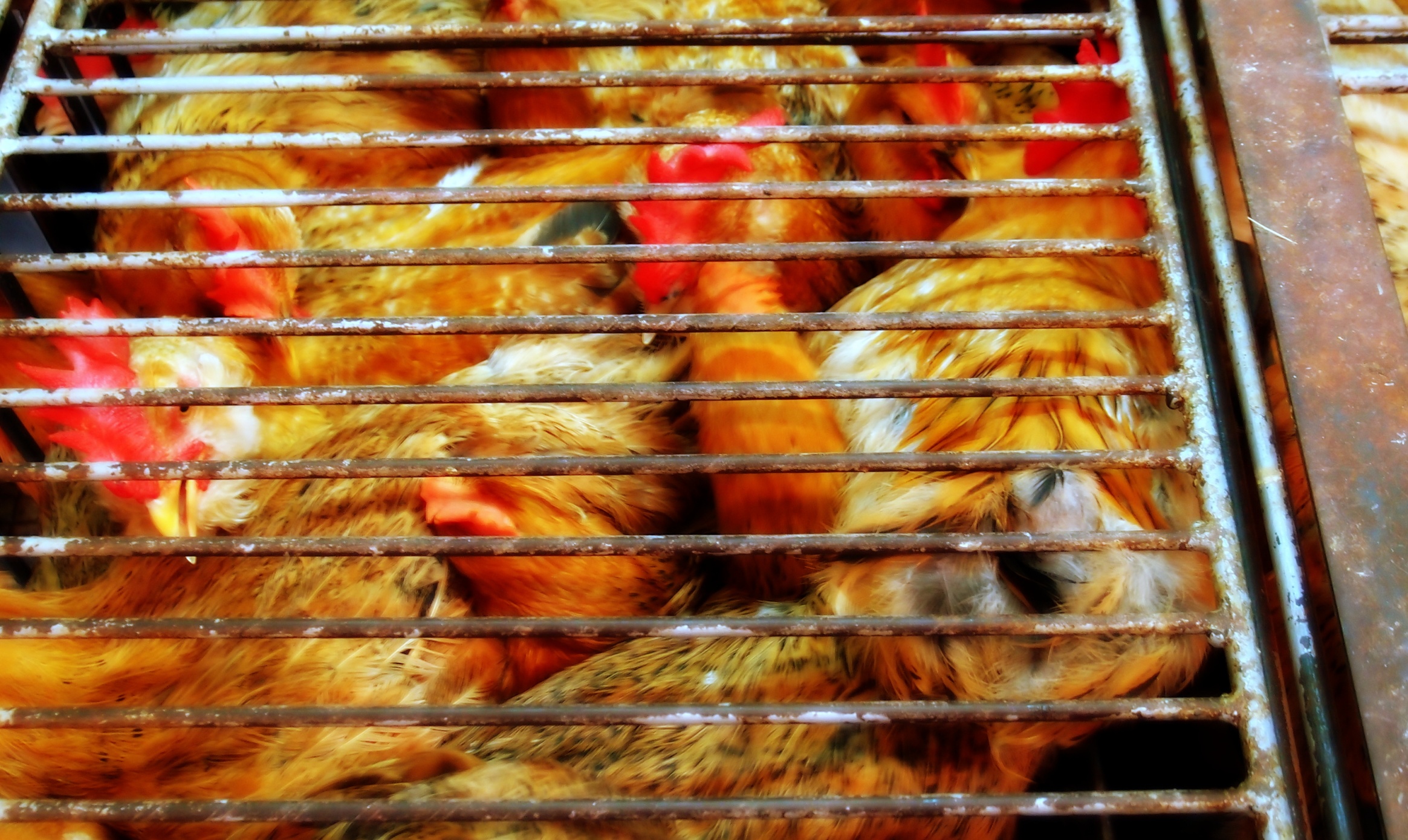 Stage 1 - select your chicken