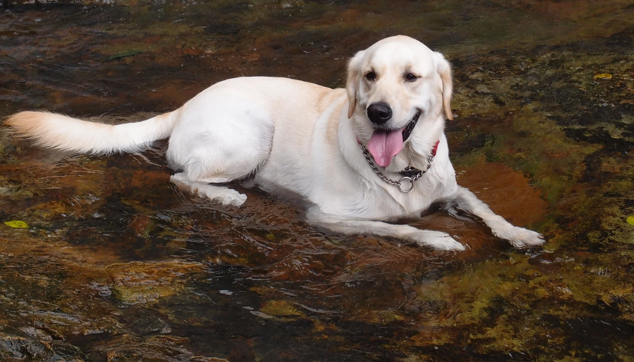 Wow, another dog image