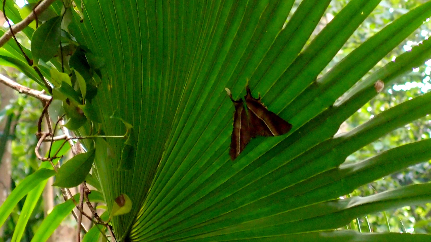 A bloody great big moth