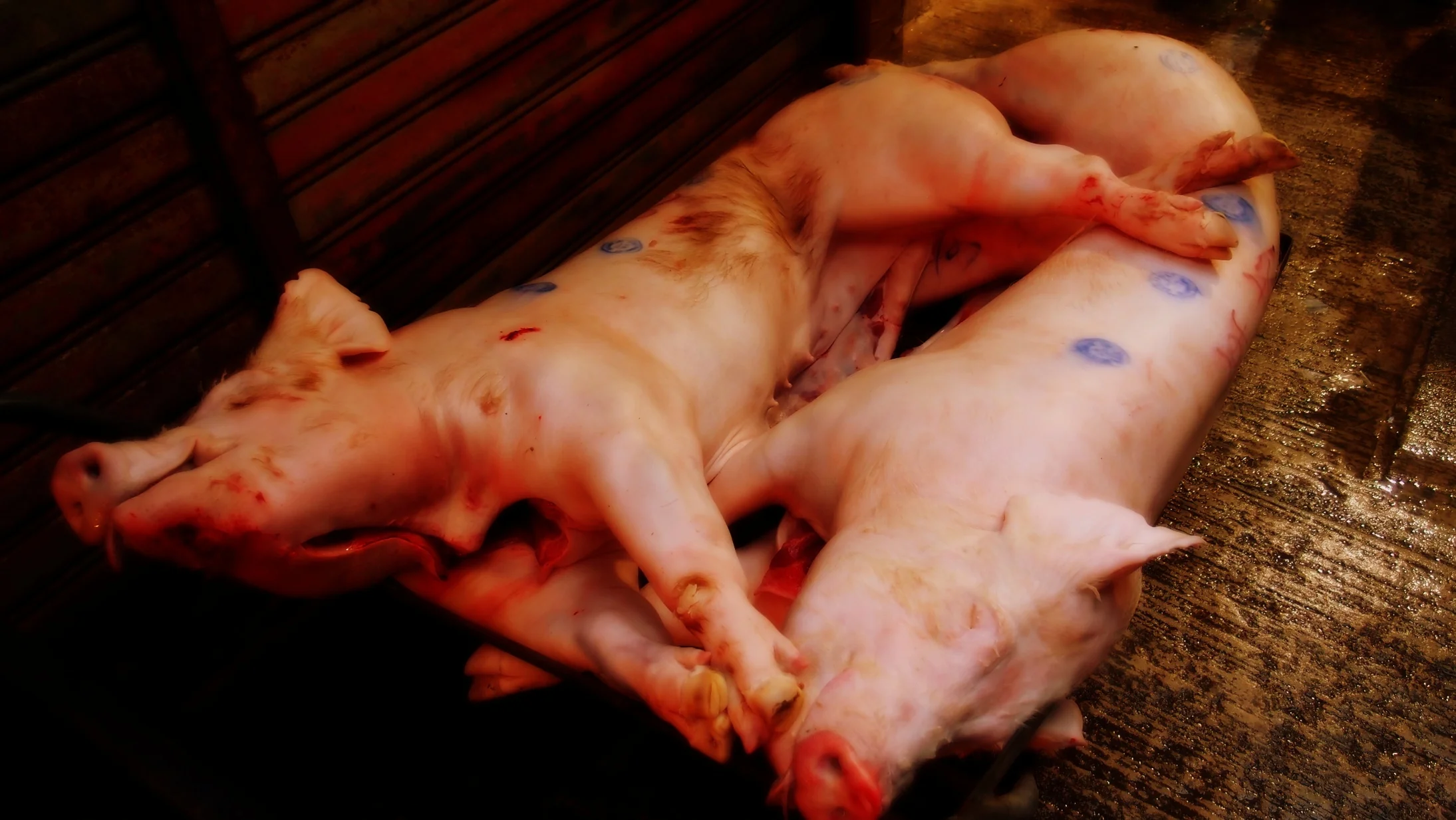 Not very happy pigs
