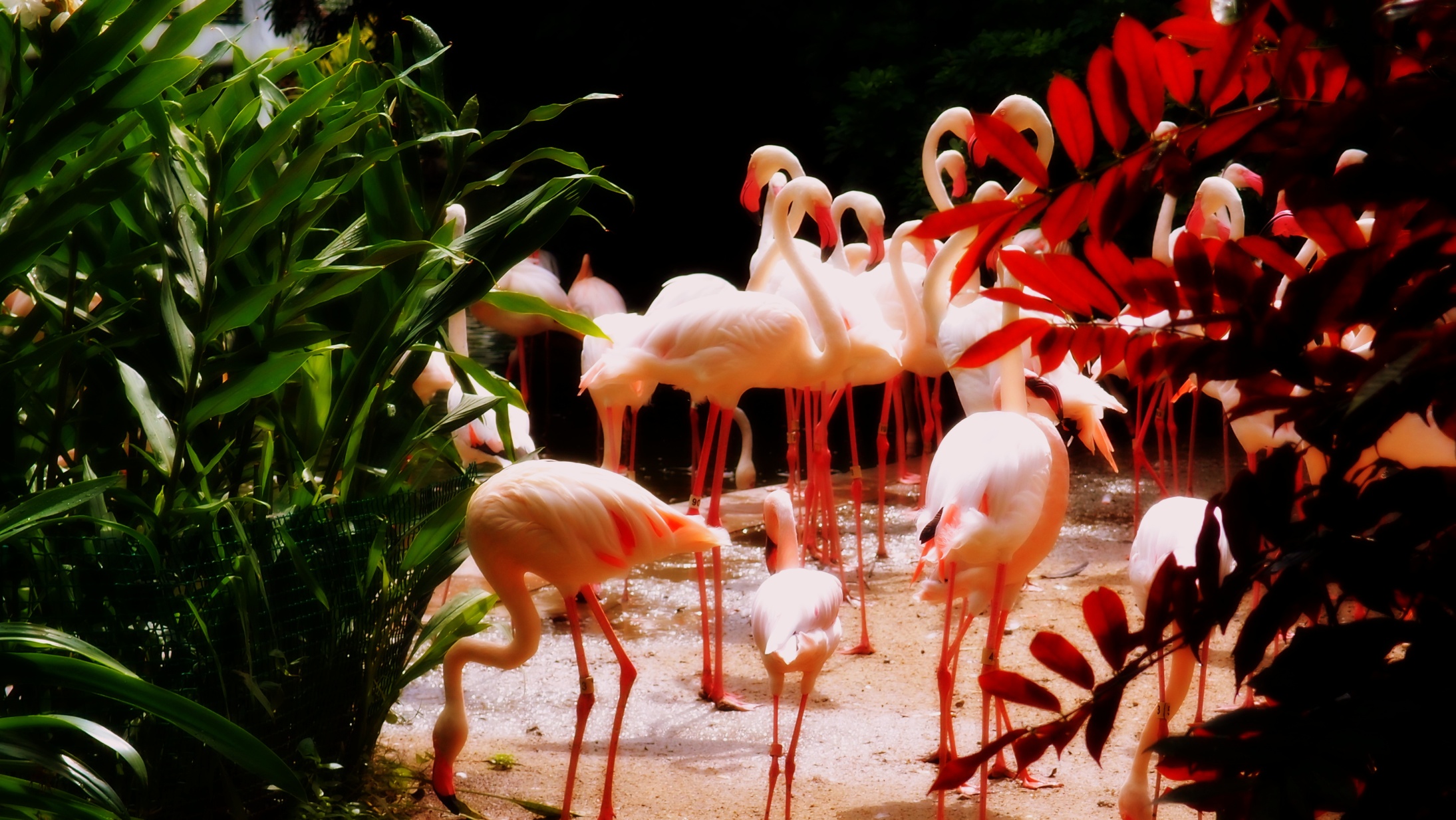 Nice flamingo's