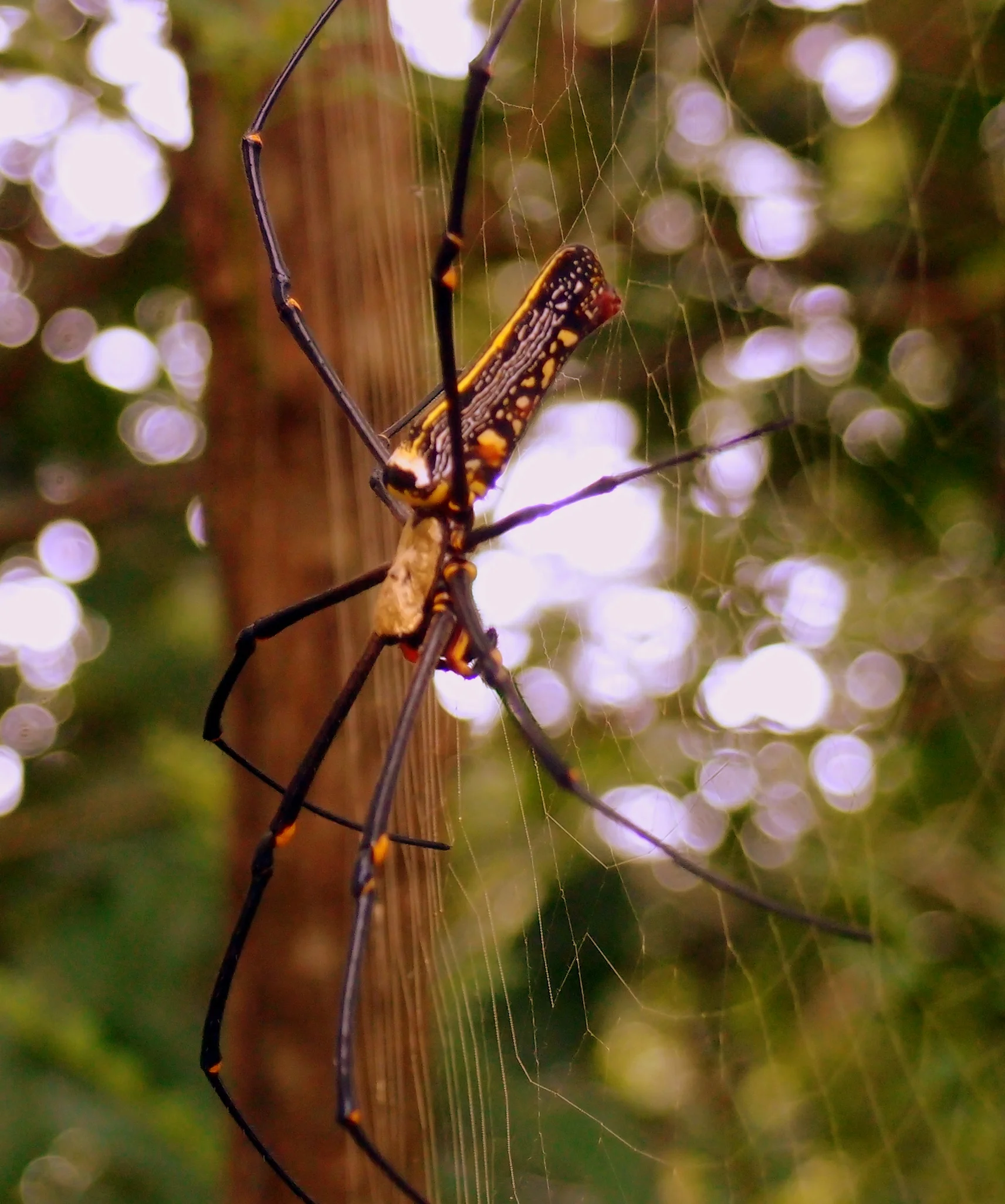 Little Adventures in Hong Kong The Golden Orb Spider Hong Kong — J3