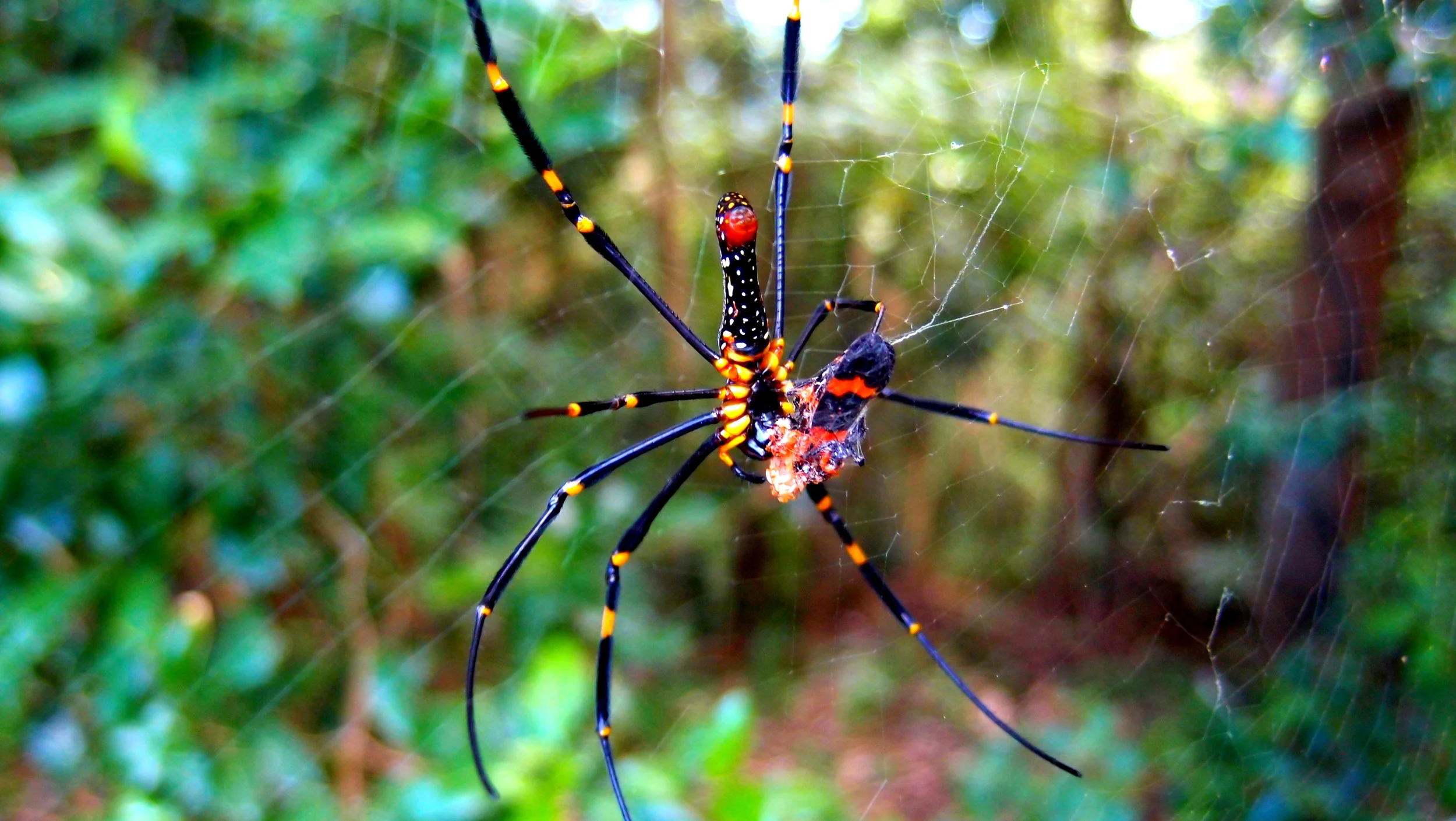 Little Adventures in Hong Kong | The Golden Orb Spider Hong Kong — J3 ...