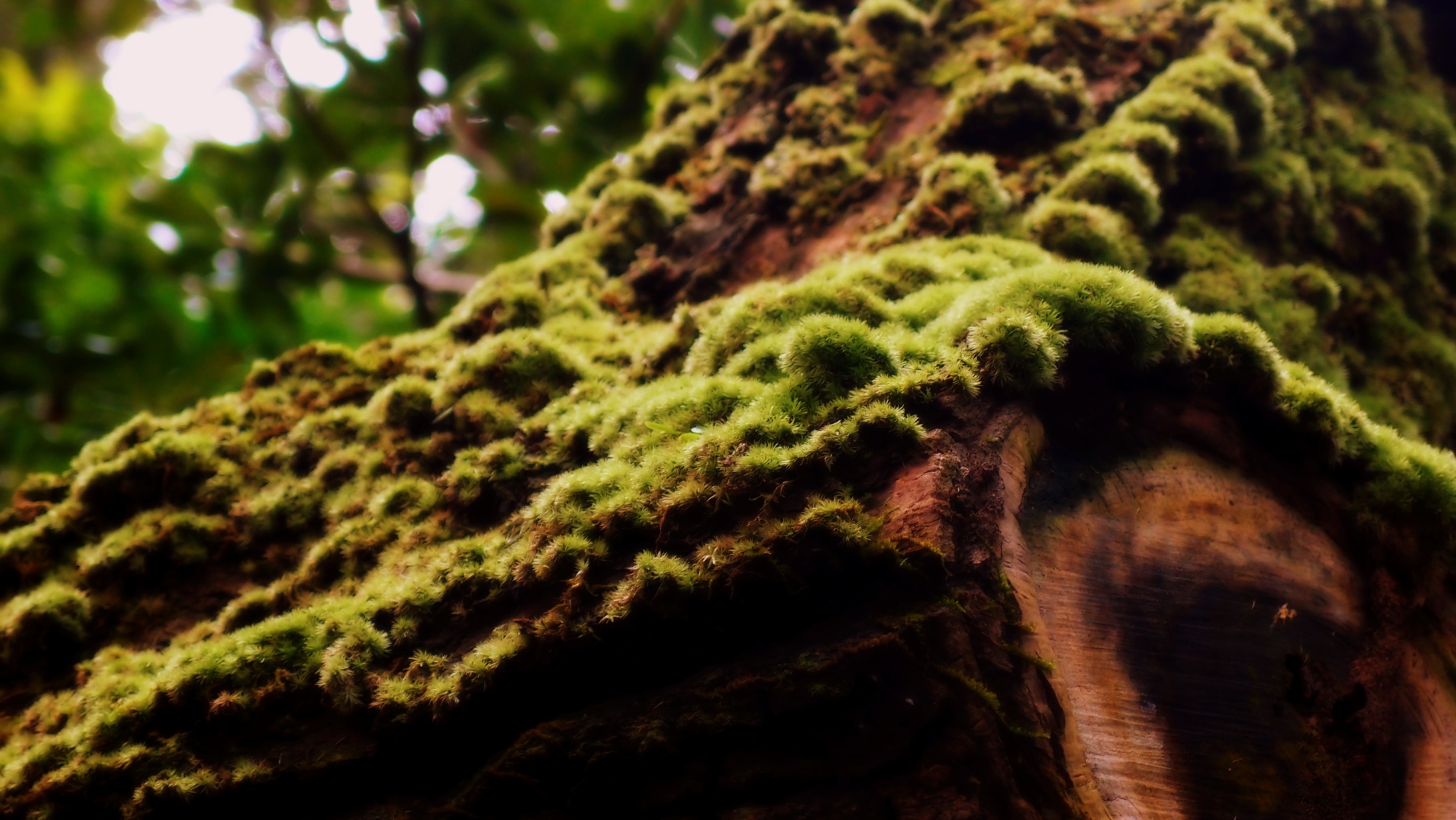 A tree