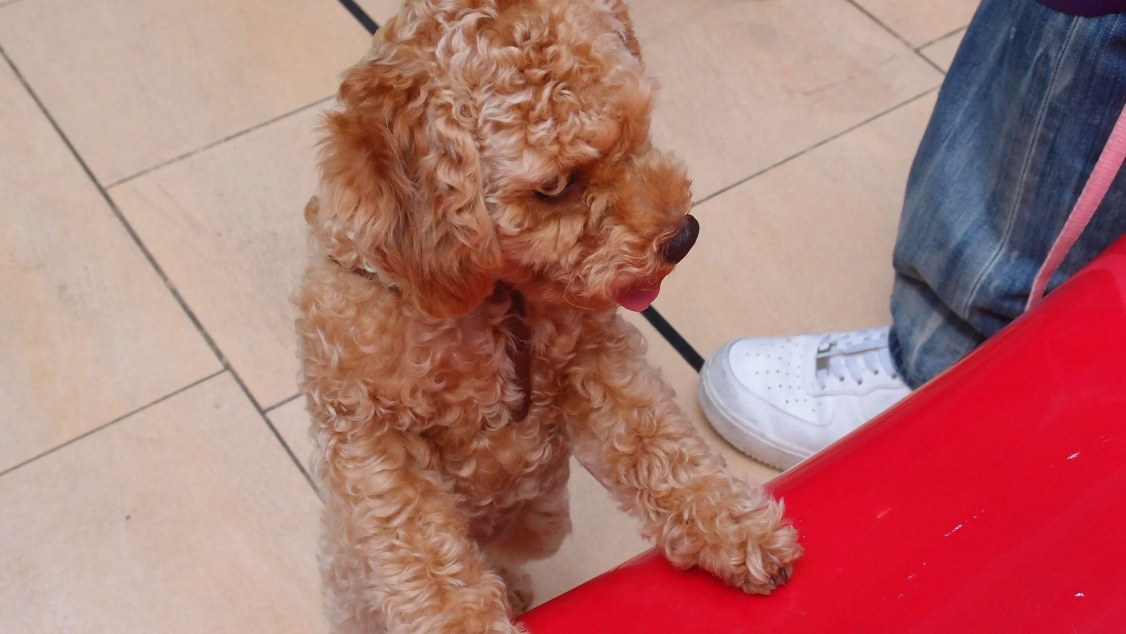 I am not a fan of poodles or poodle like dogs